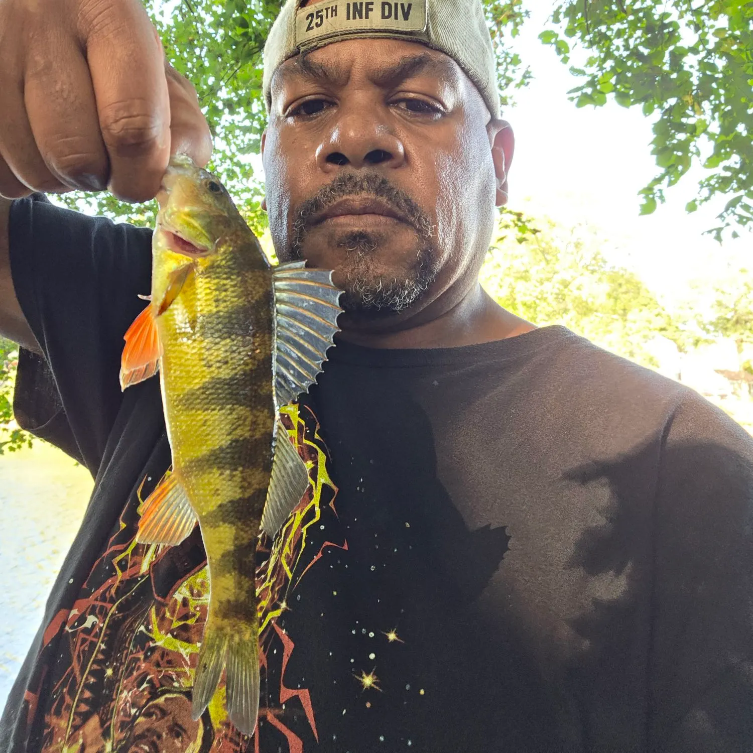 Yellow perch caught on Fishbrain
