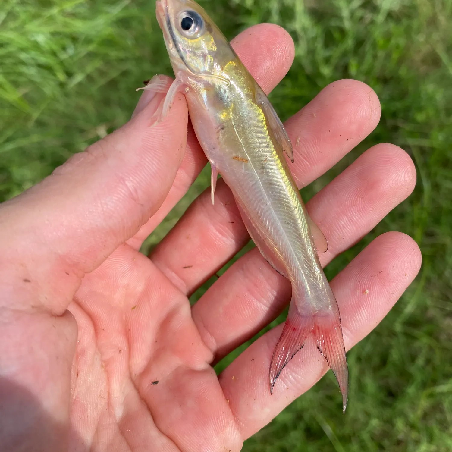 Channel catfish caught on Fishbrain