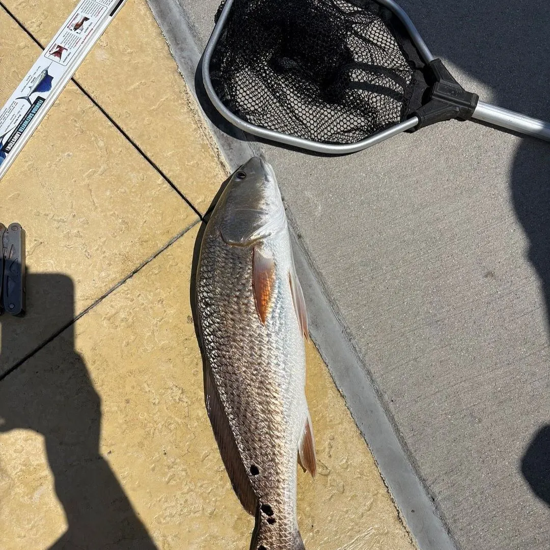 Red drum caught on Fishbrain