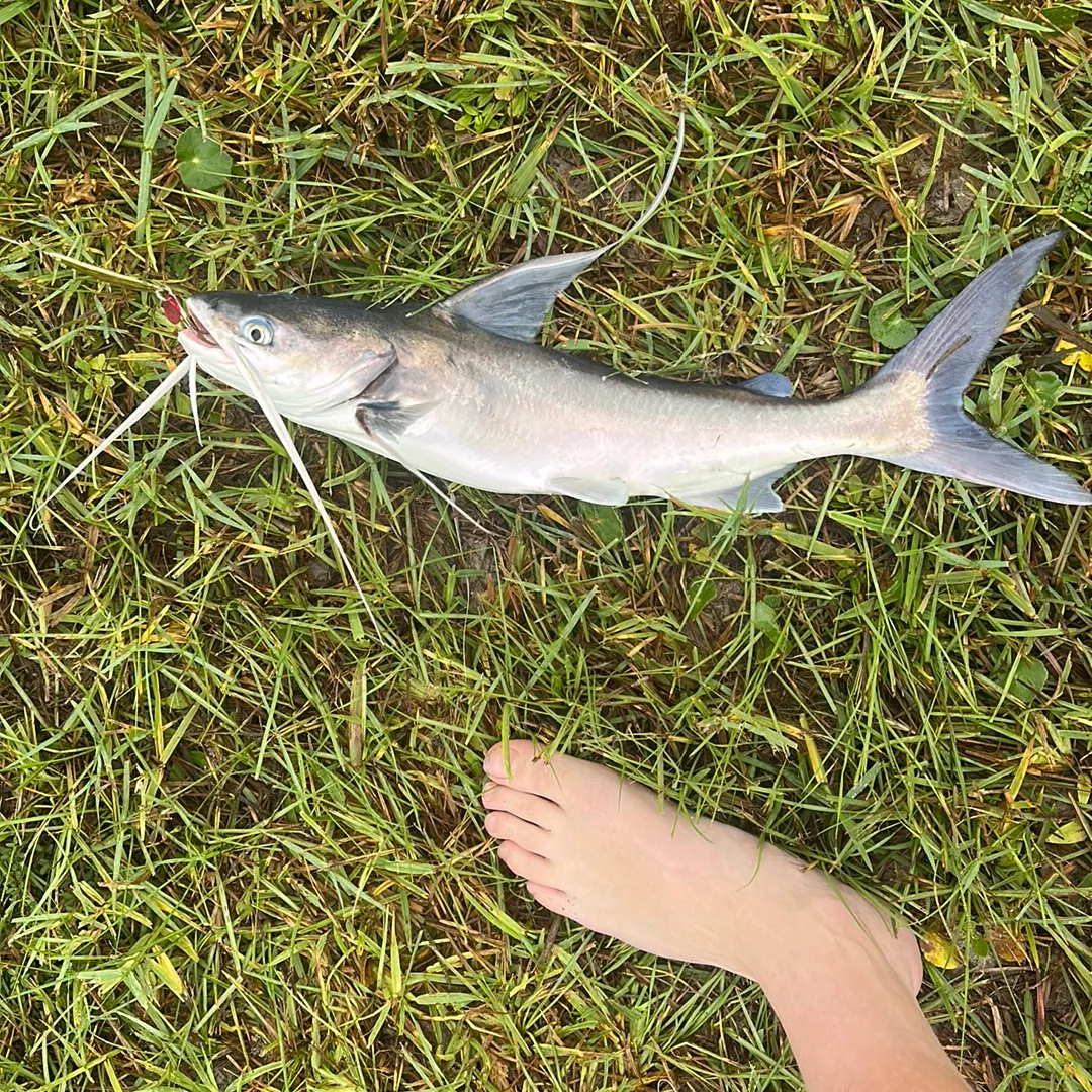 Gafftopsail sea catfish caught on Fishbrain