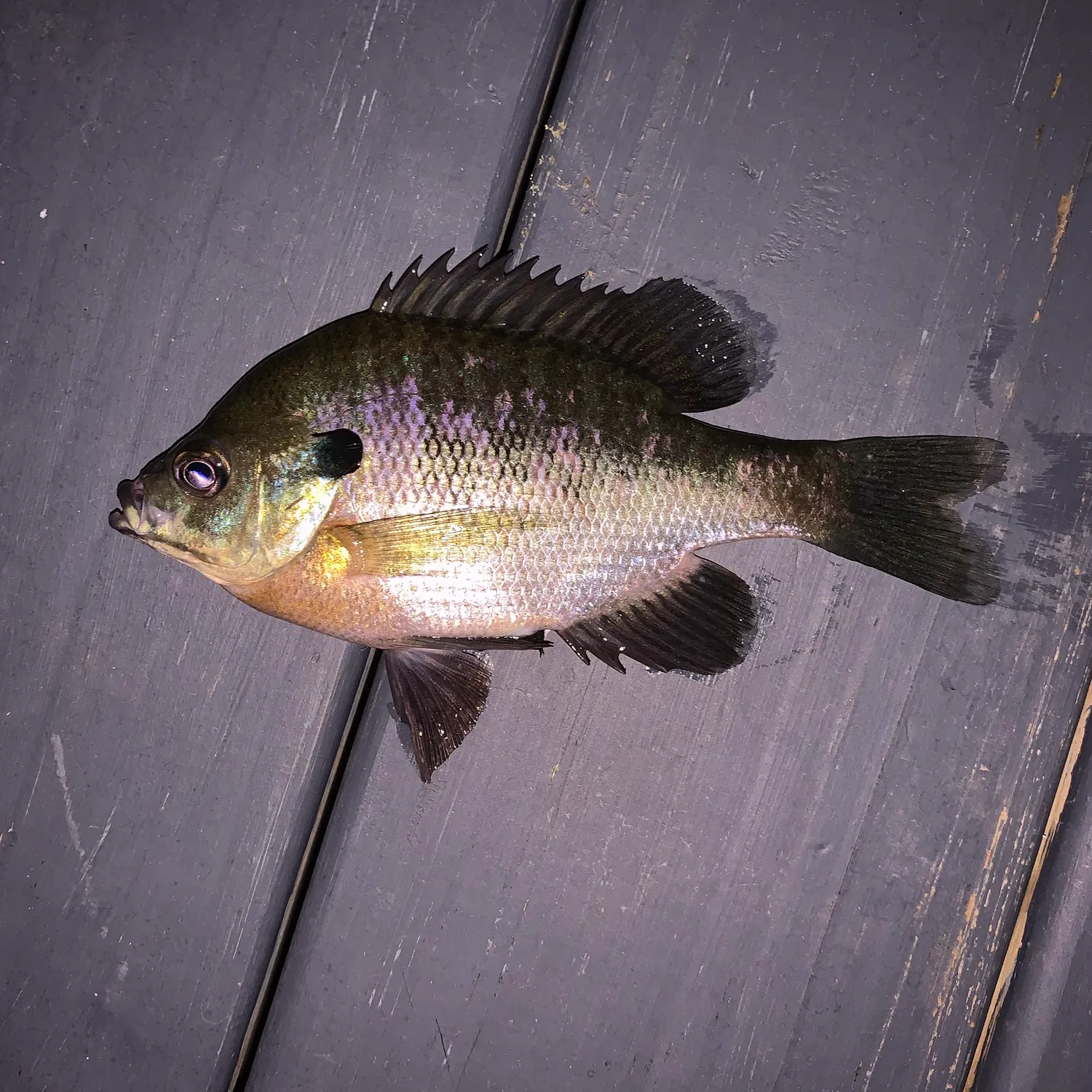 Bluegill caught on Fishbrain