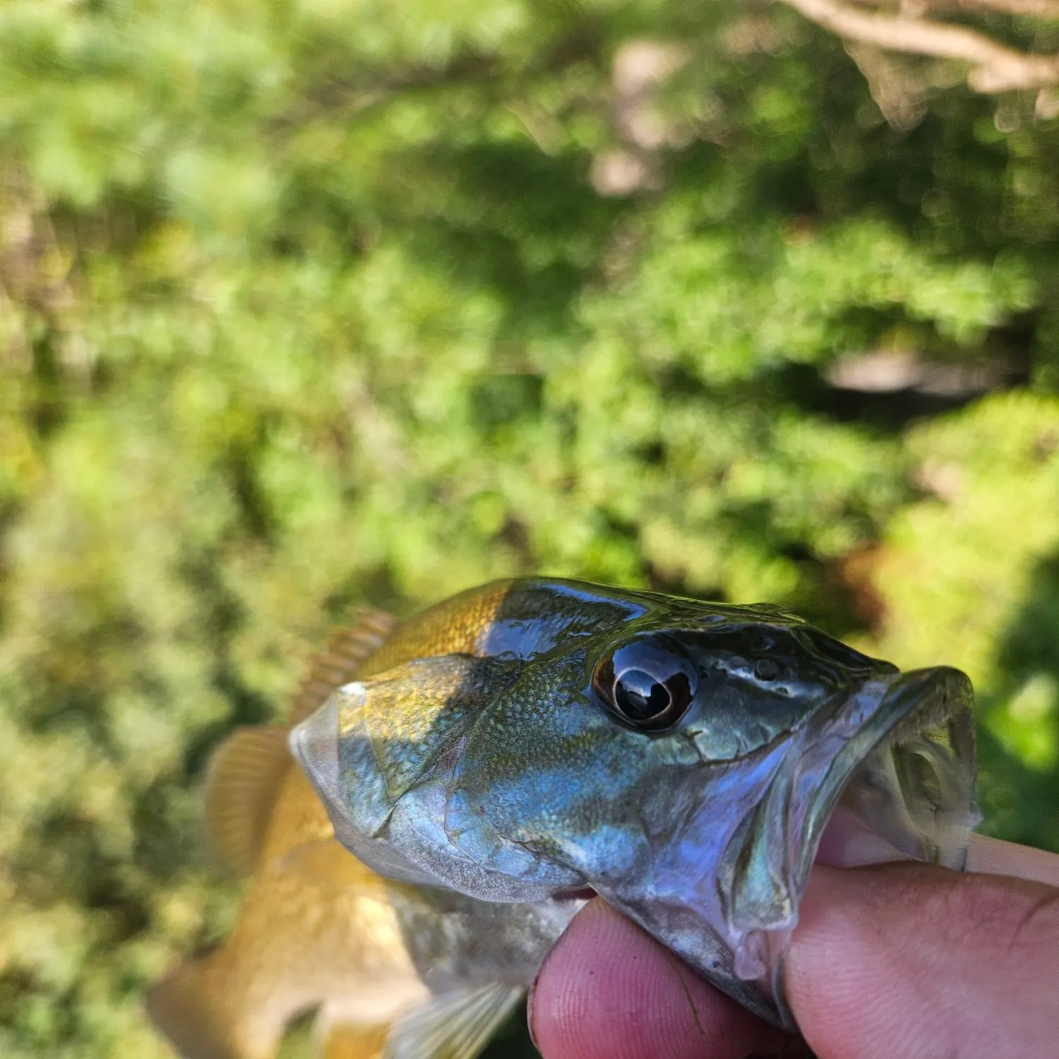 Smallmouth bass caught on Fishbrain