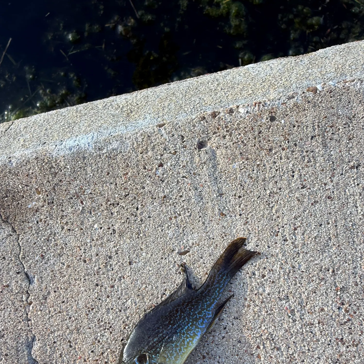 Bluegill caught on Fishbrain