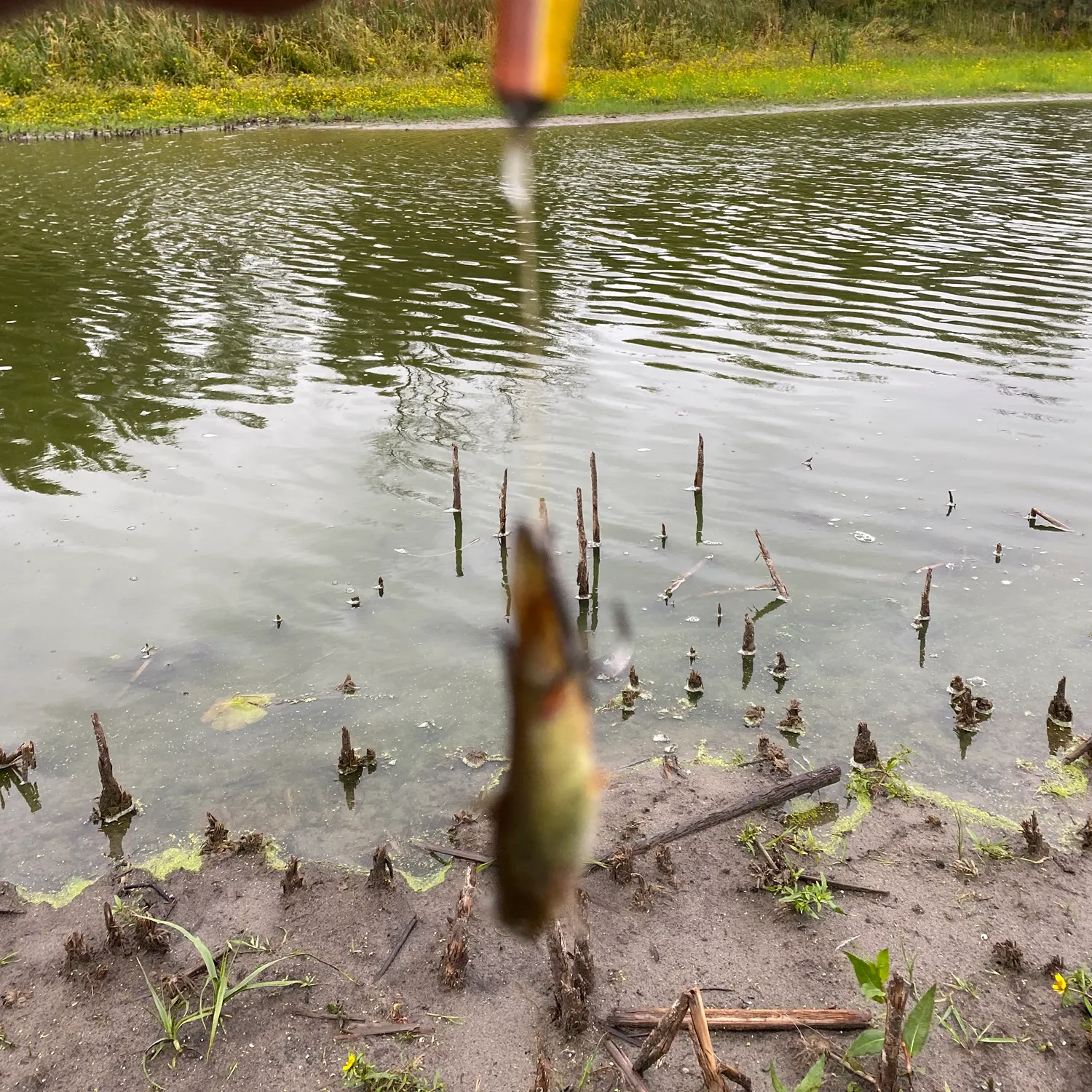 Black bullhead caught on Fishbrain