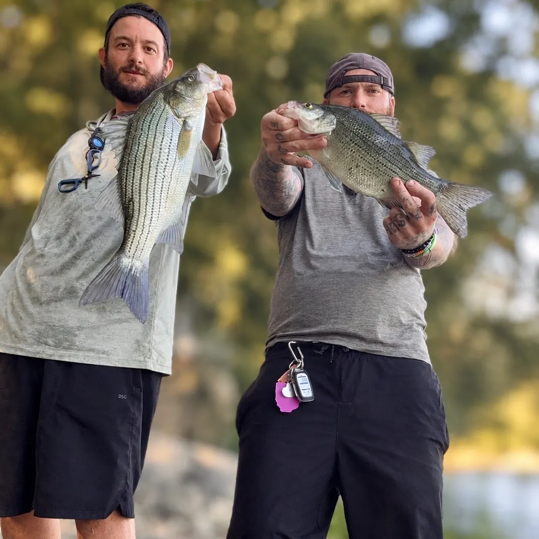 Wiper caught on Fishbrain