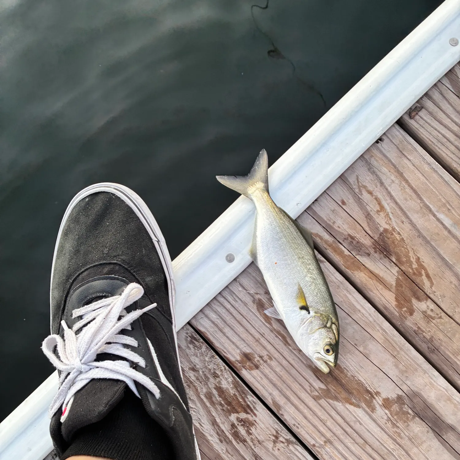 The most recent Scarlet snapper catches on Fishbrain
