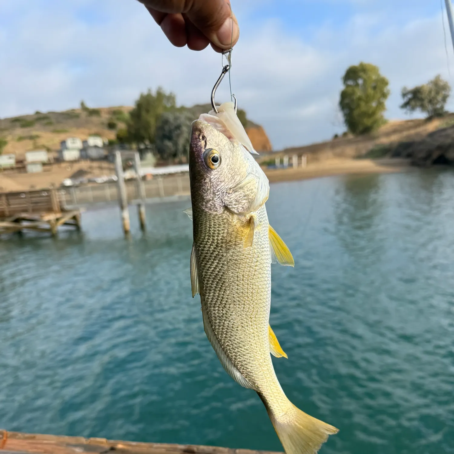 Yellowfin croaker caught on Fishbrain