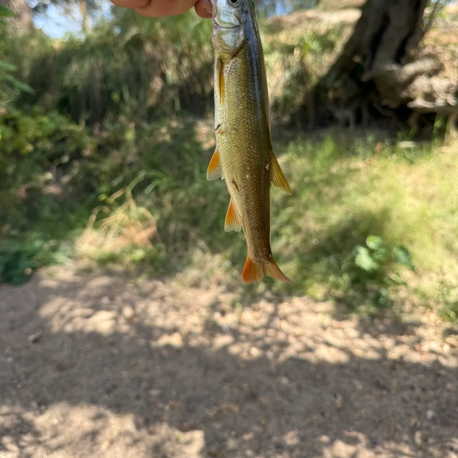The most recent Sacramento pikeminnow catches on Fishbrain