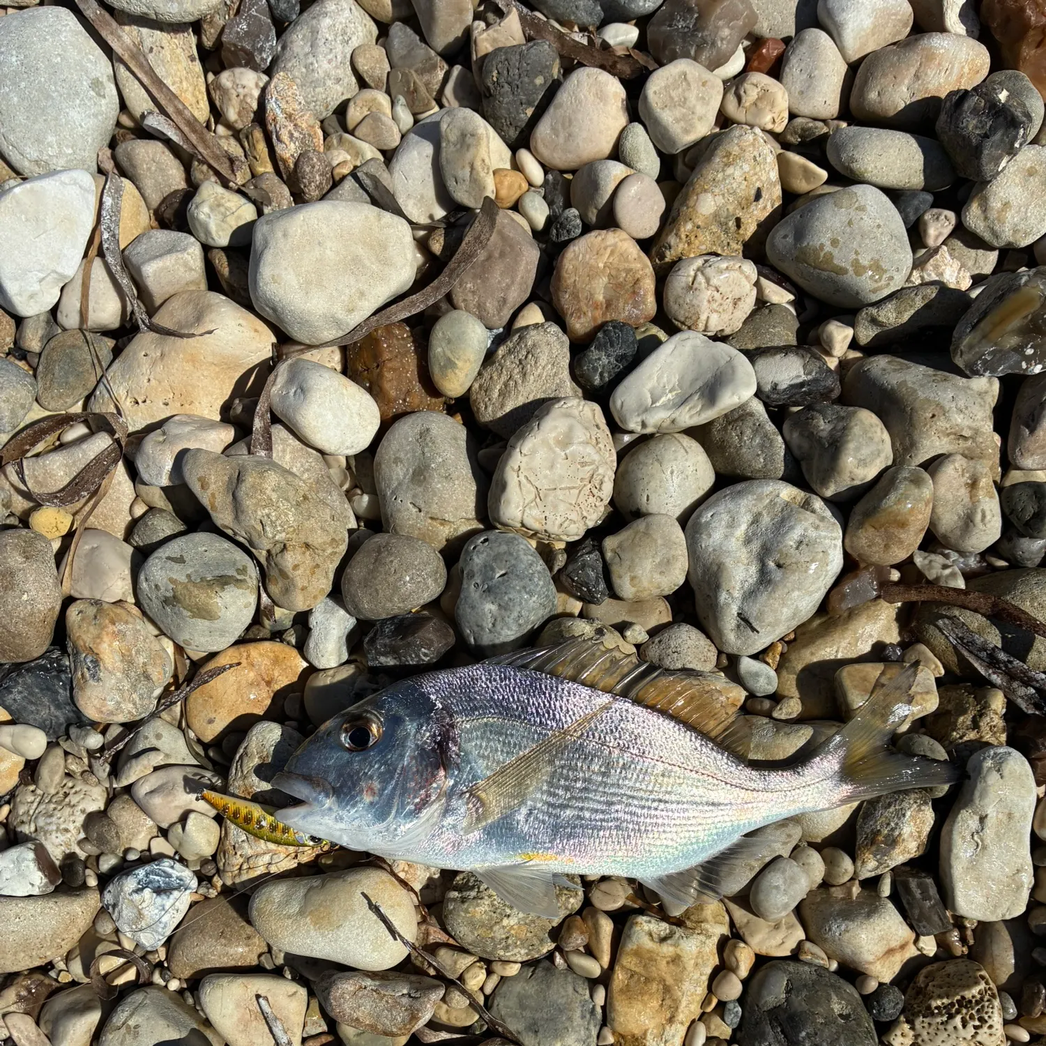 The most recent White seabream catches on Fishbrain