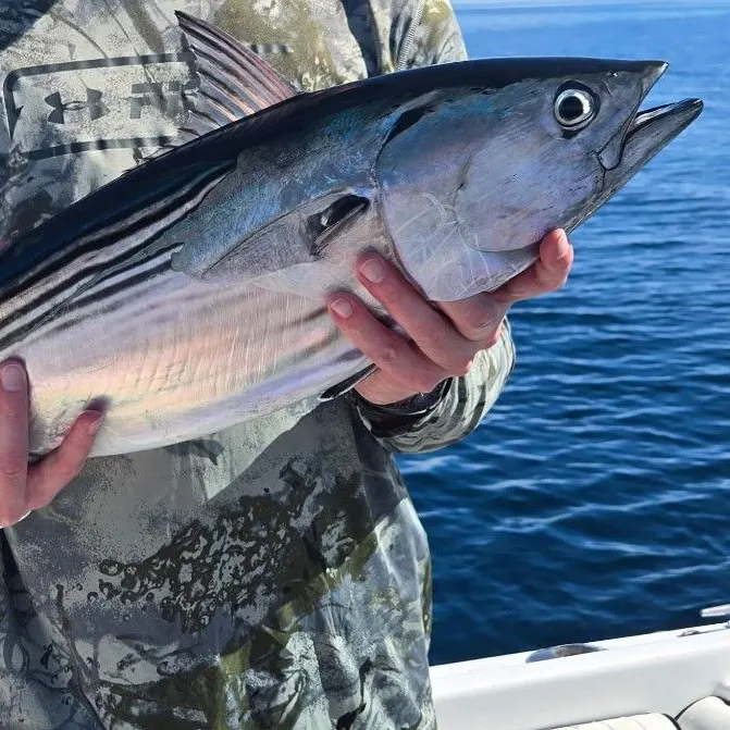 The most recent Skipjack tuna catches on Fishbrain