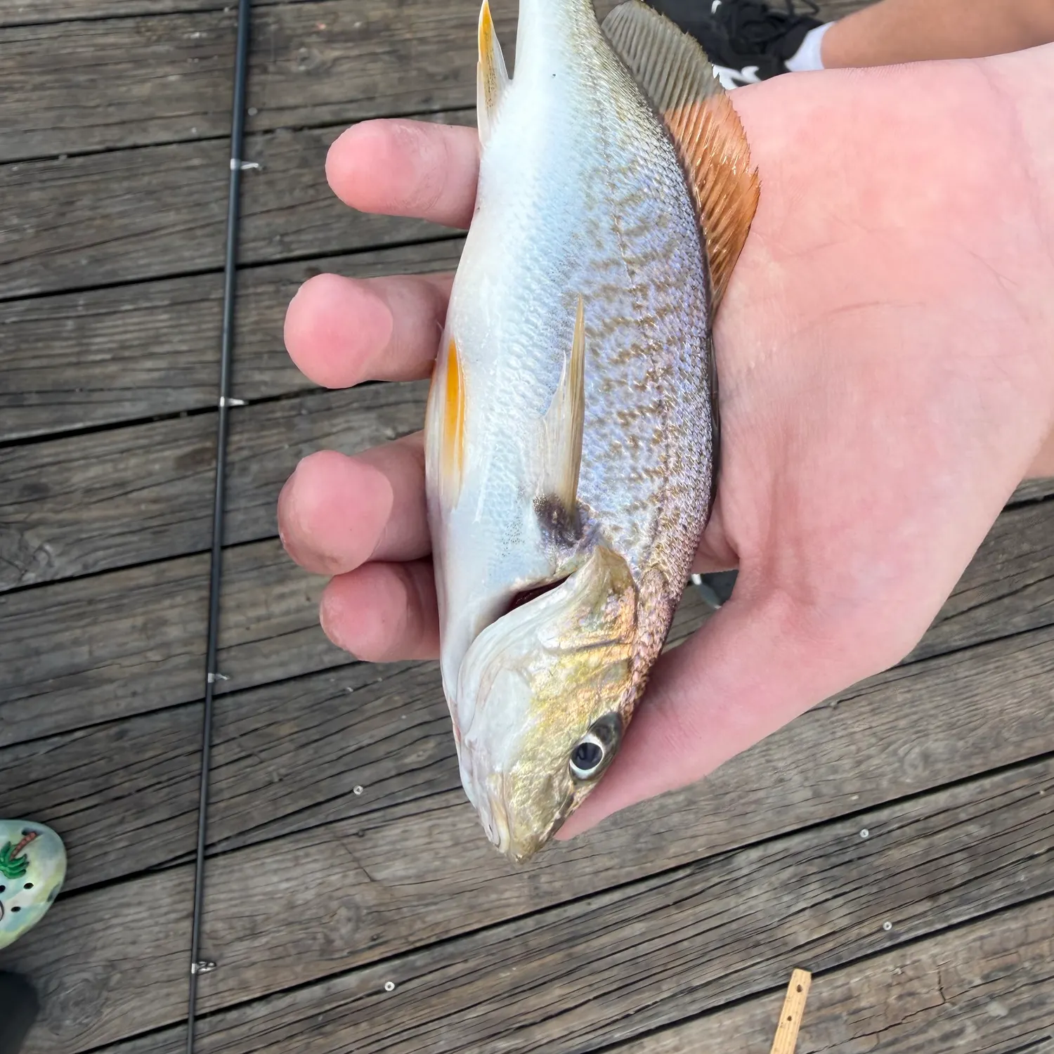 Atlantic croaker caught on Fishbrain