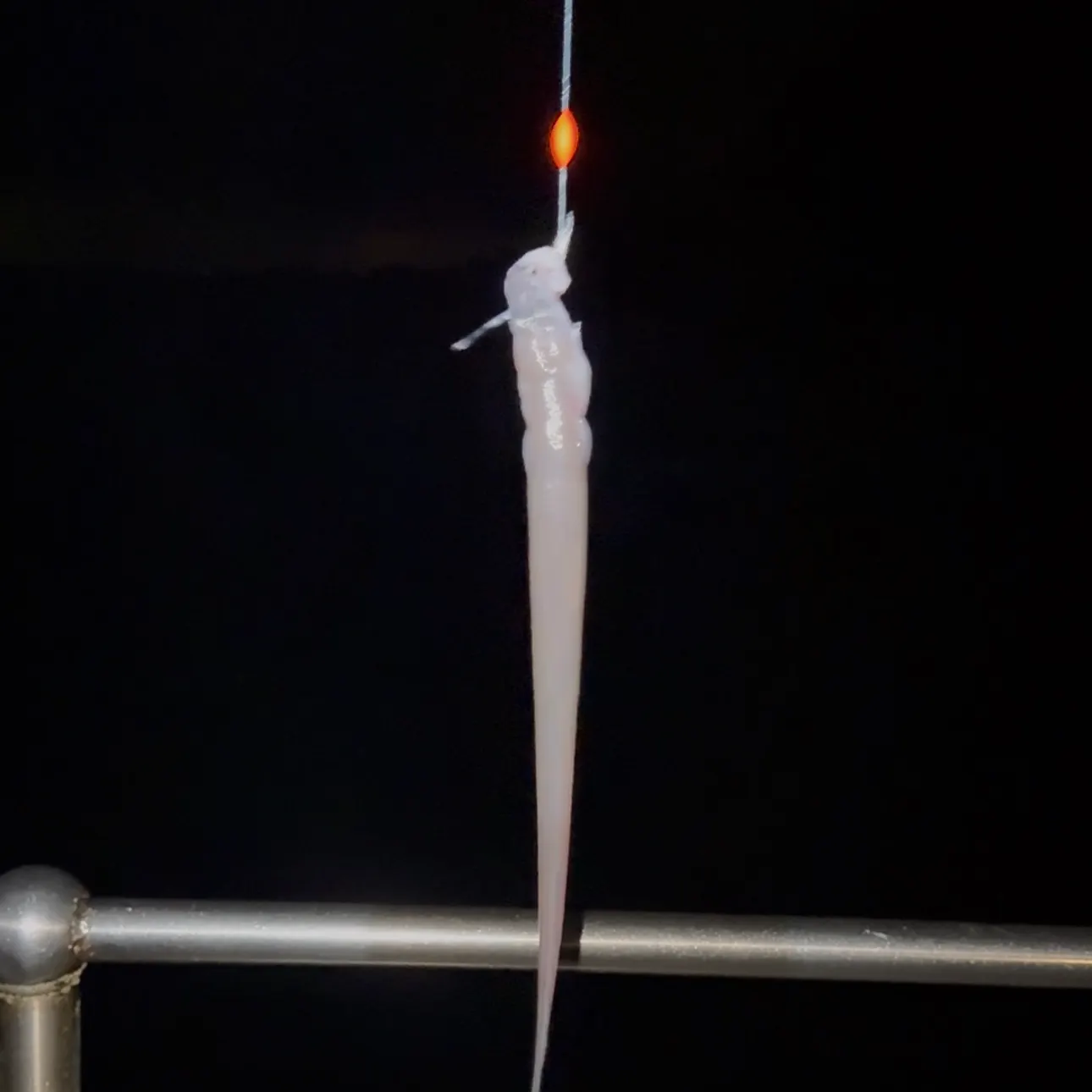 European conger caught on Fishbrain