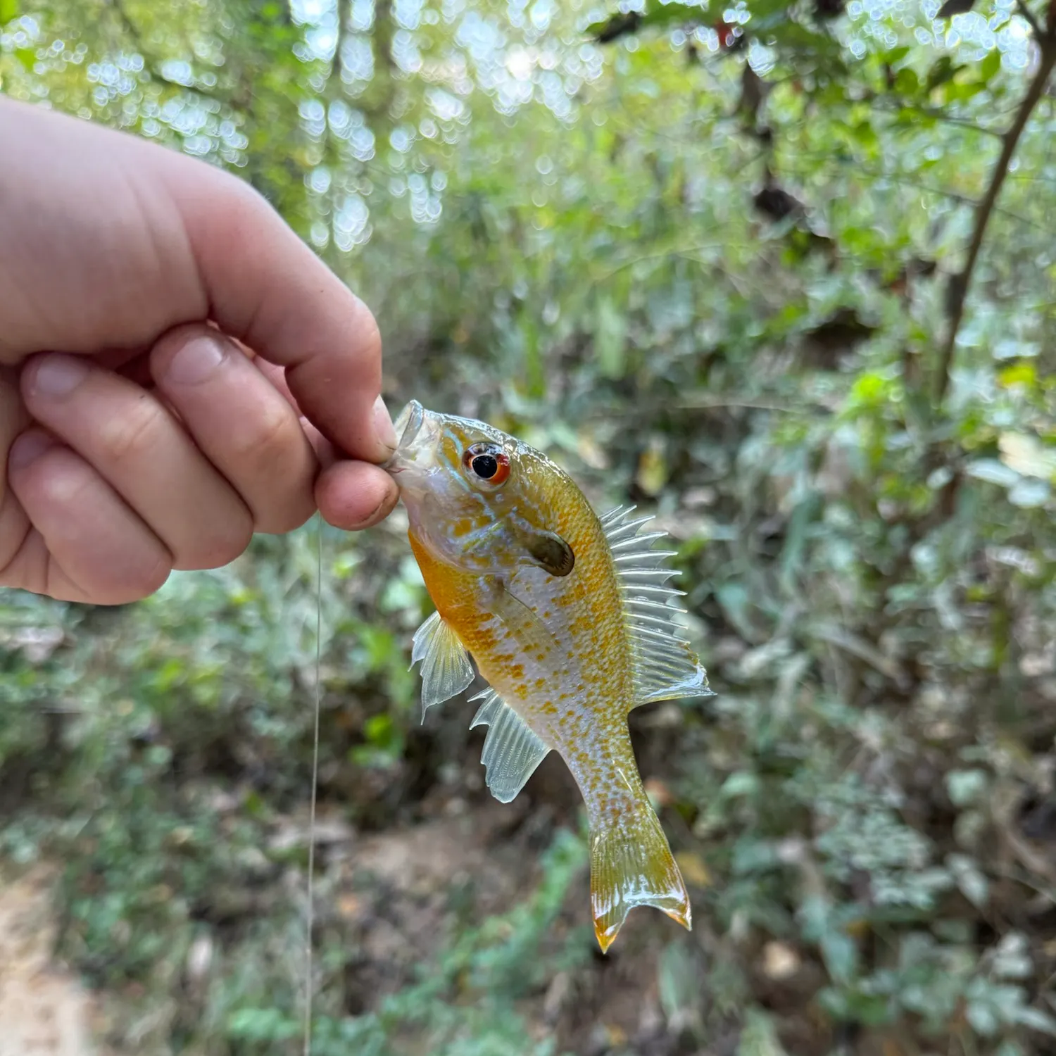 Redbreast sunfish caught on Fishbrain