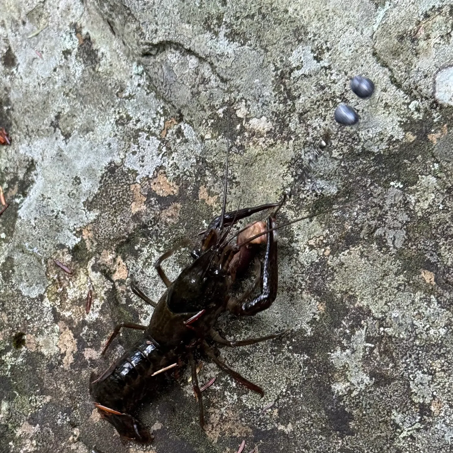 Northern clearwater crayfish caught on Fishbrain