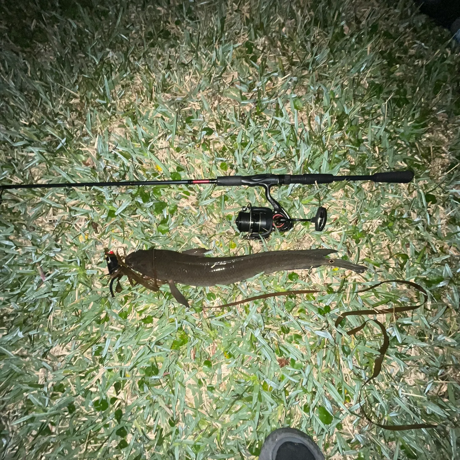 The most recent Bullseye snakehead catches on Fishbrain