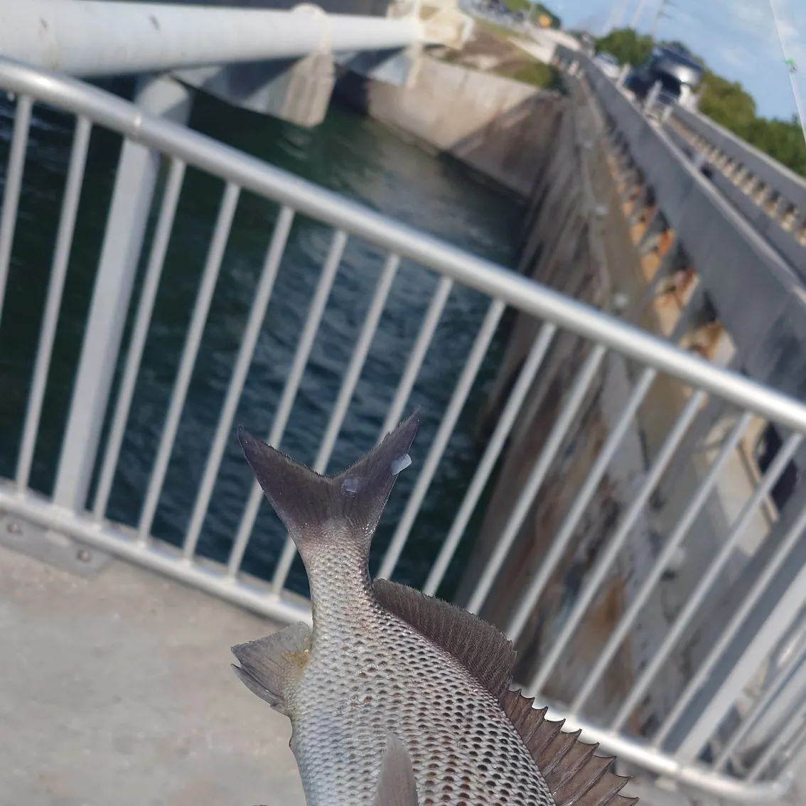 The most recent Sailor's choice grunt catches on Fishbrain