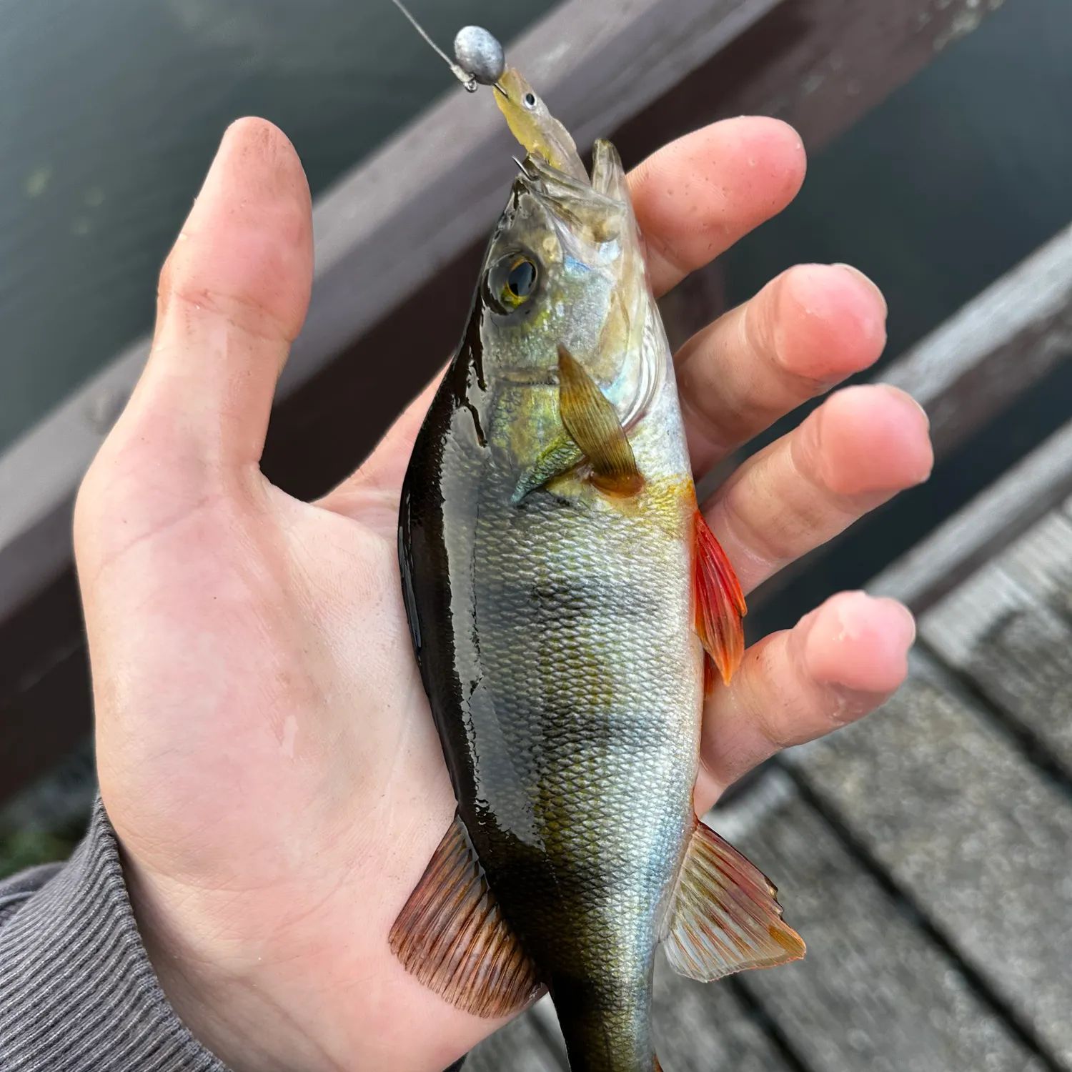 European perch caught on Fishbrain