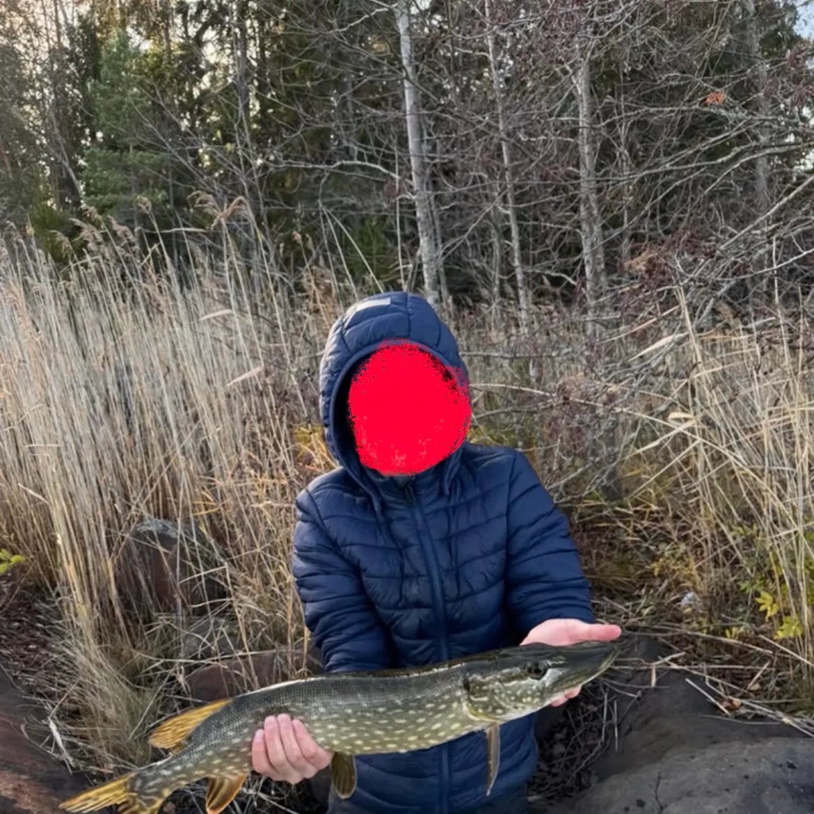Northern pike caught on Fishbrain