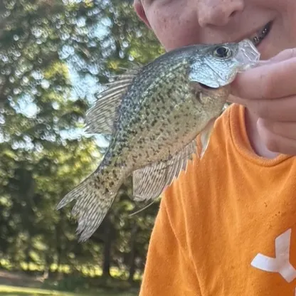 Black crappie caught on Fishbrain