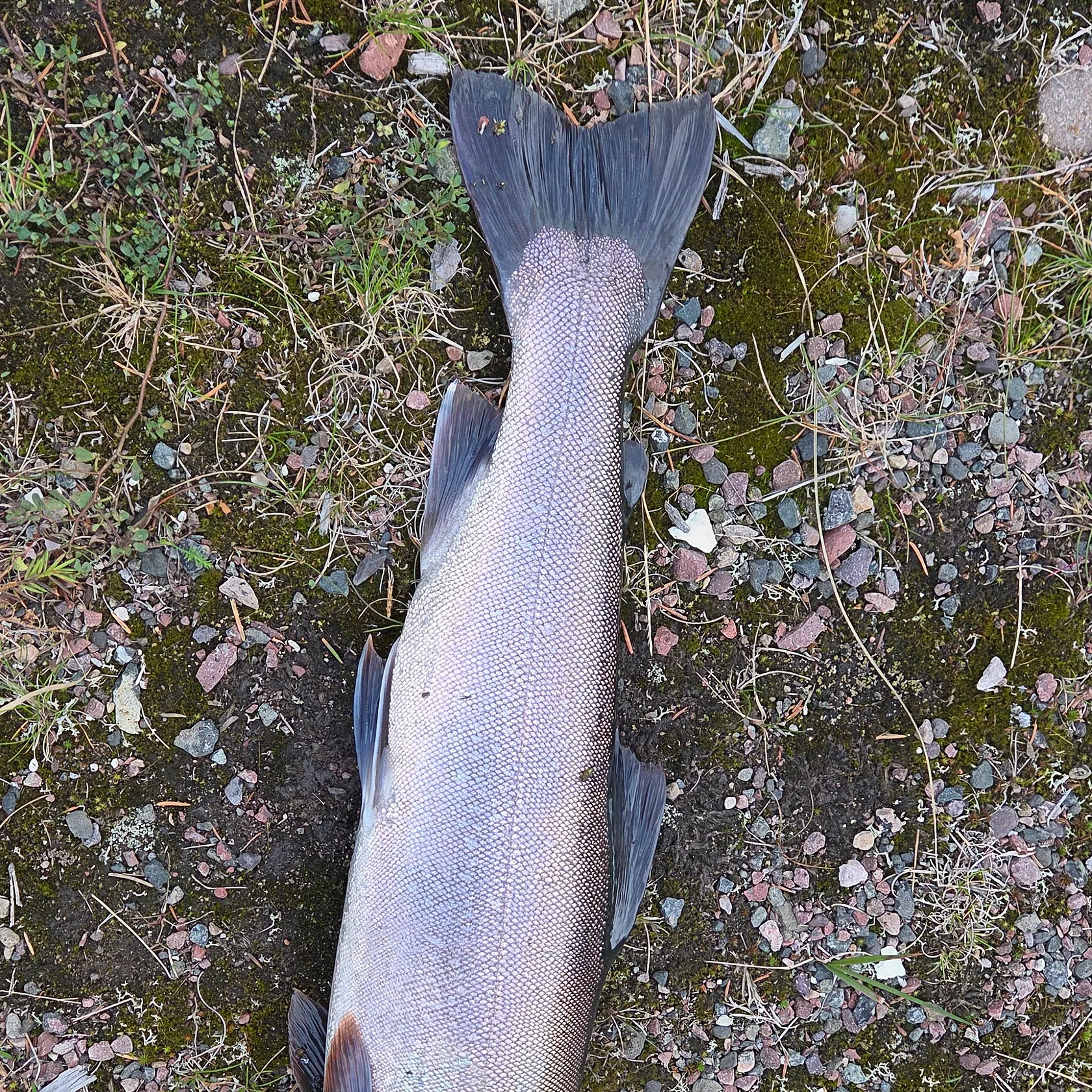 The most recent Arctic char catches on Fishbrain