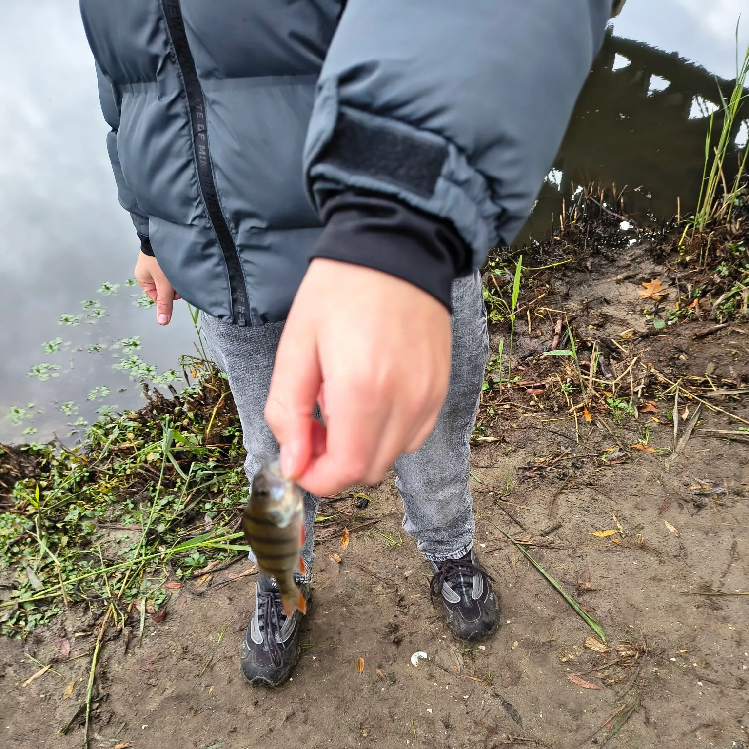 European perch caught on Fishbrain