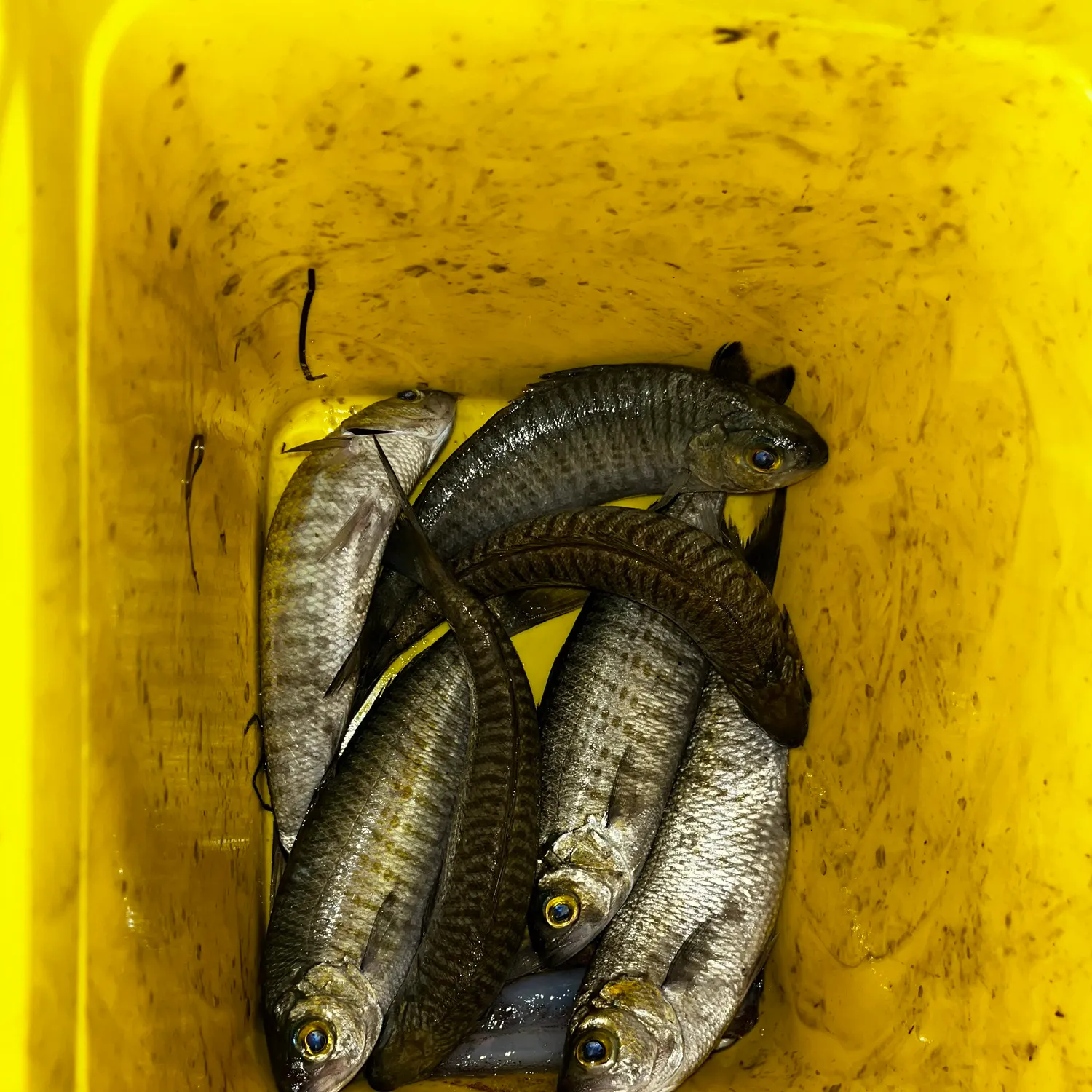 The most recent Australian ruff catches on Fishbrain