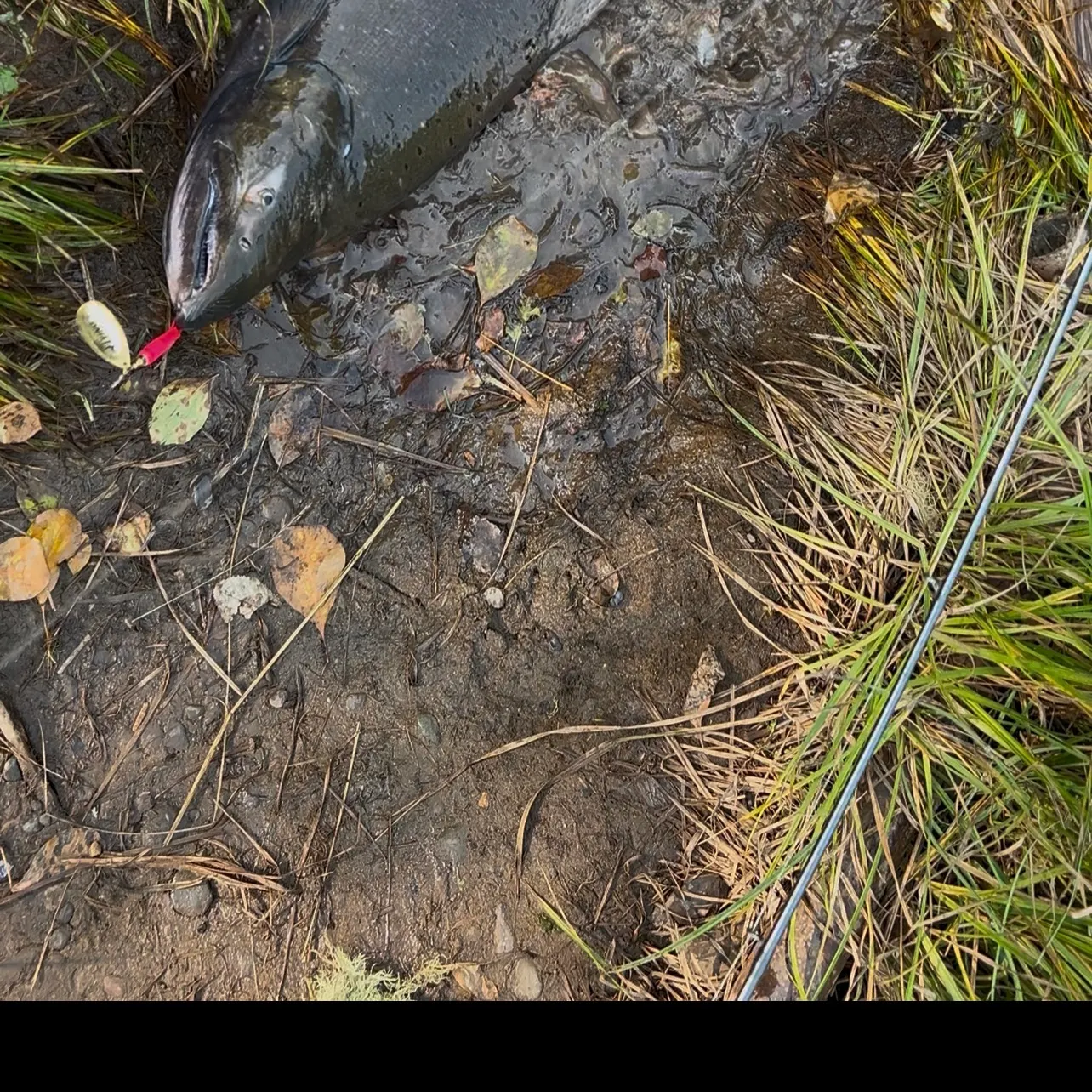 The most recent Chinook salmon catches on Fishbrain