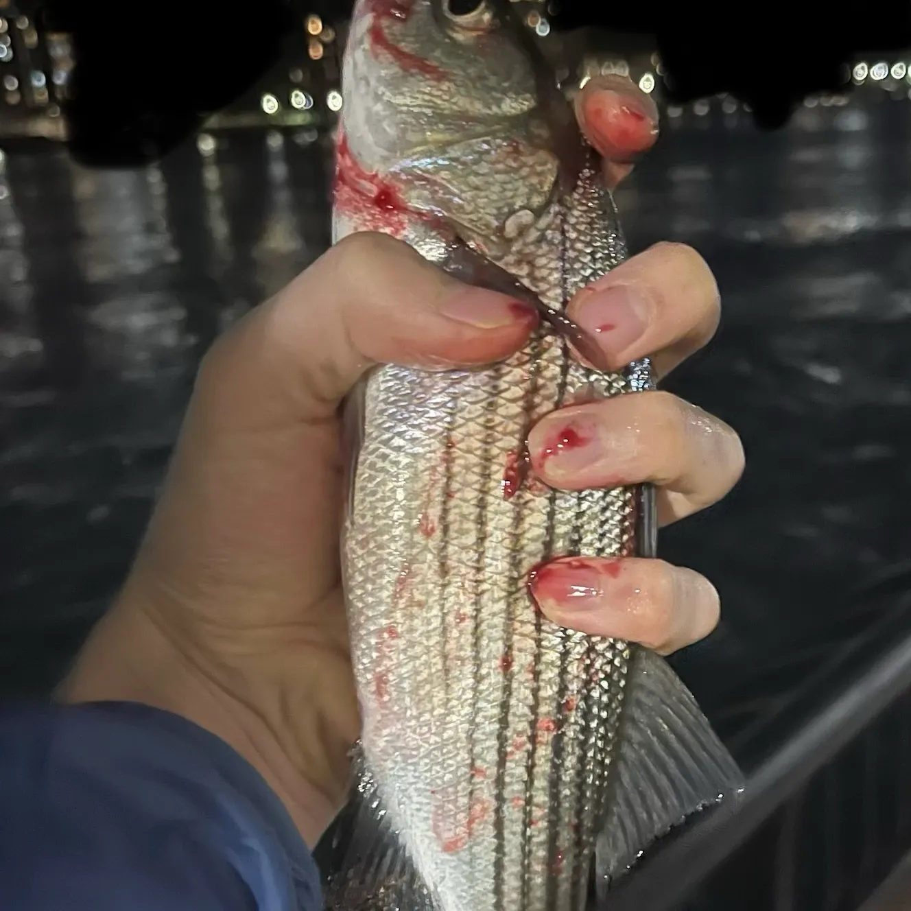 Striped bass caught on Fishbrain