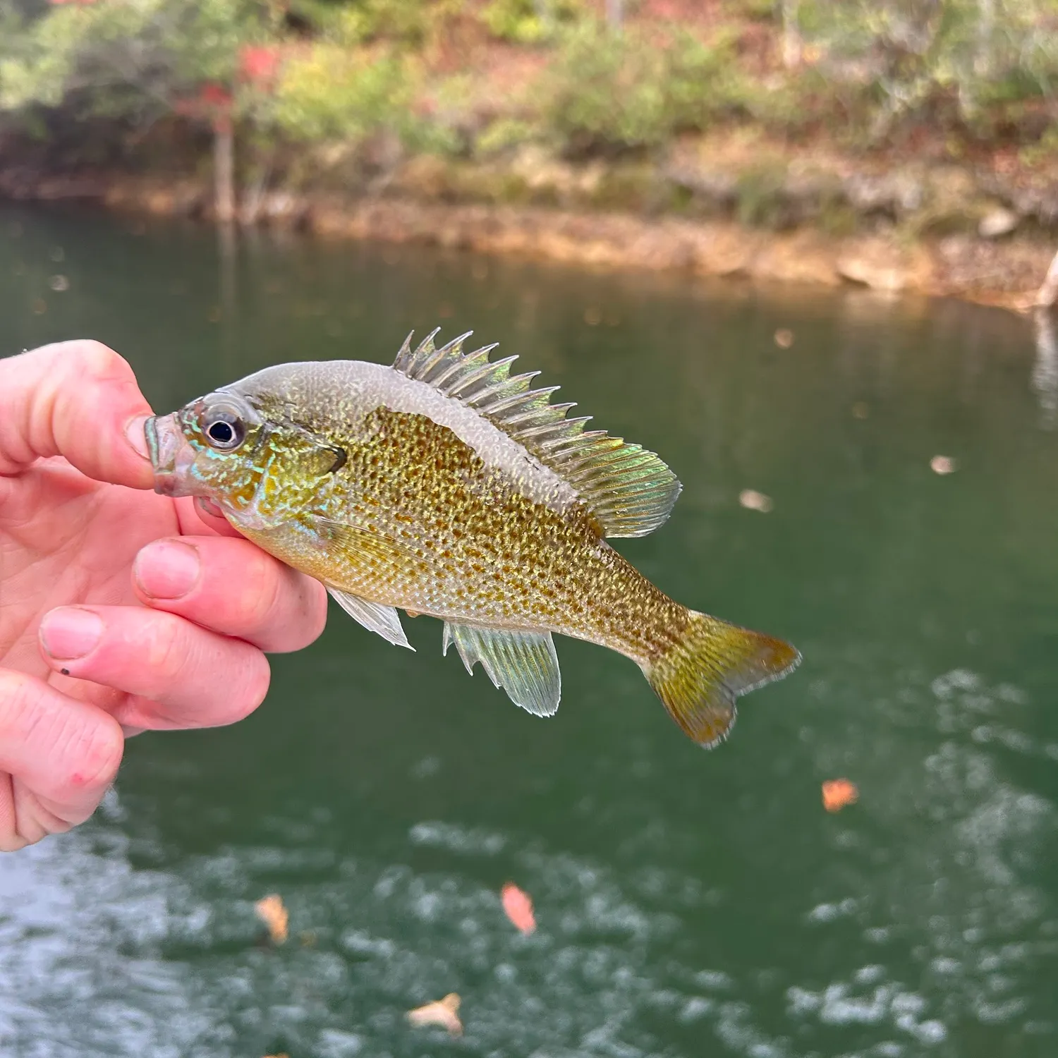 Redbreast sunfish caught on Fishbrain