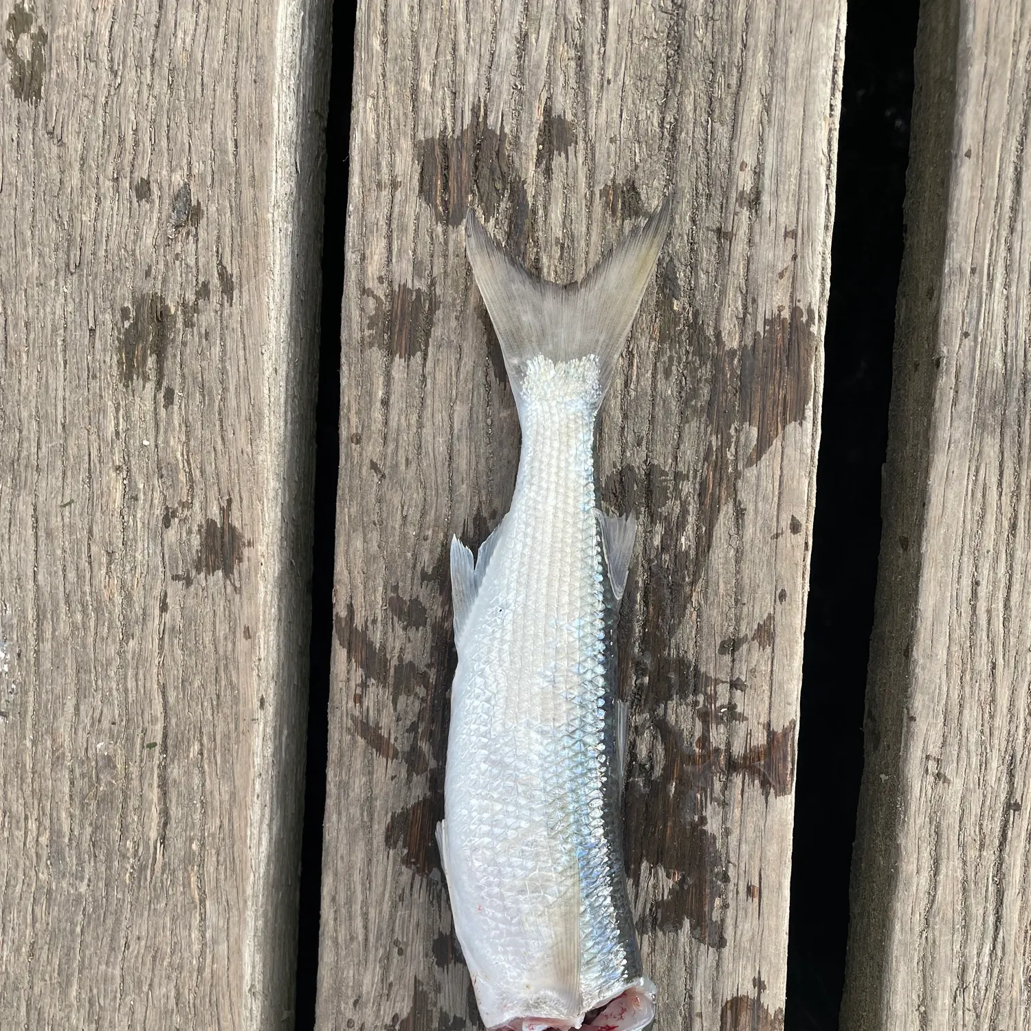 The most recent Yellow-eye mullet catches on Fishbrain