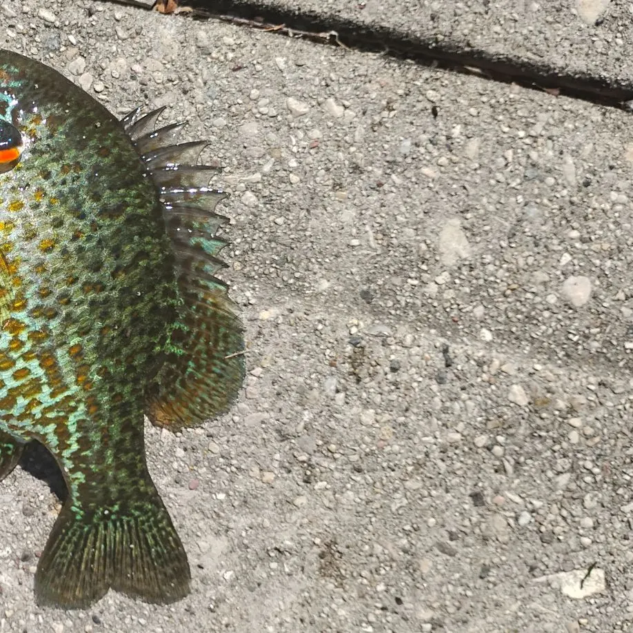The most recent Redear x green sunfish catches on Fishbrain