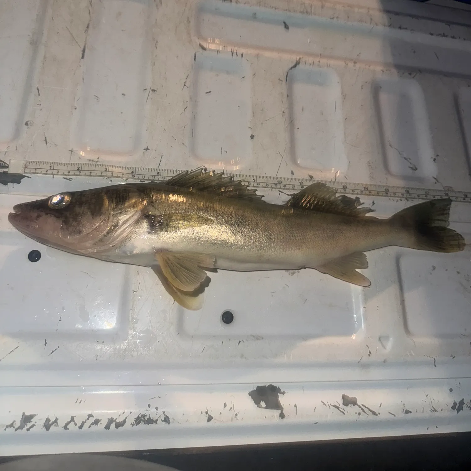 Walleye caught on Fishbrain