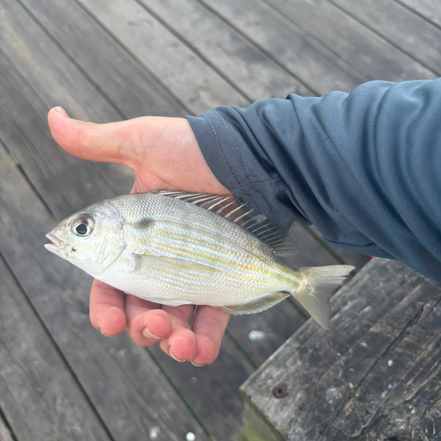 Pinfish caught on Fishbrain