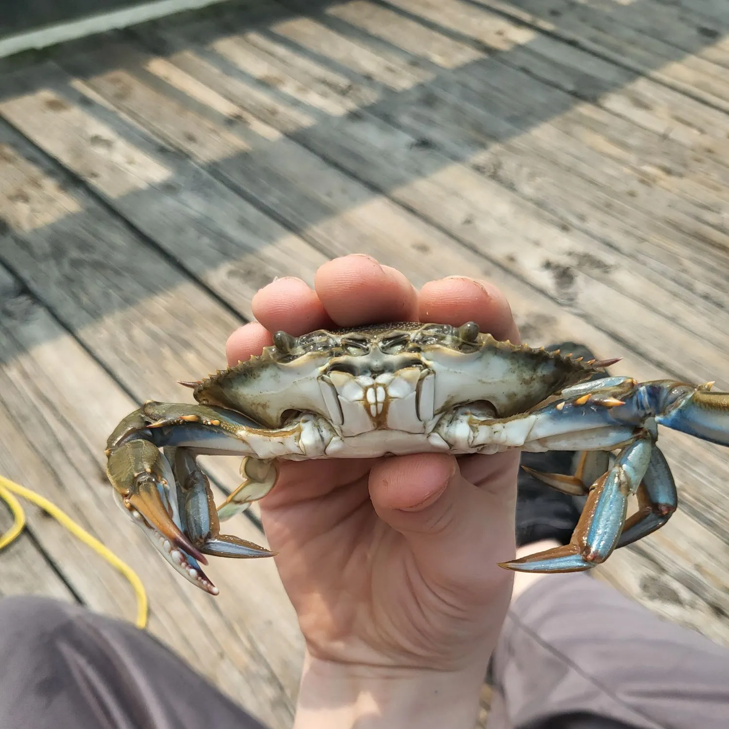 The most recent Blue crab catches on Fishbrain