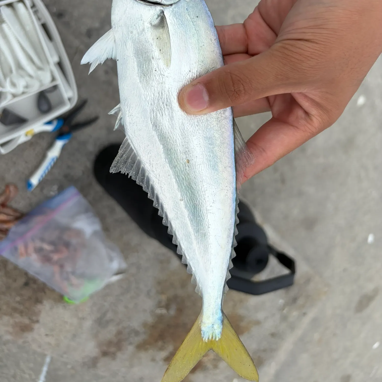 The most recent Leatherjack catches on Fishbrain