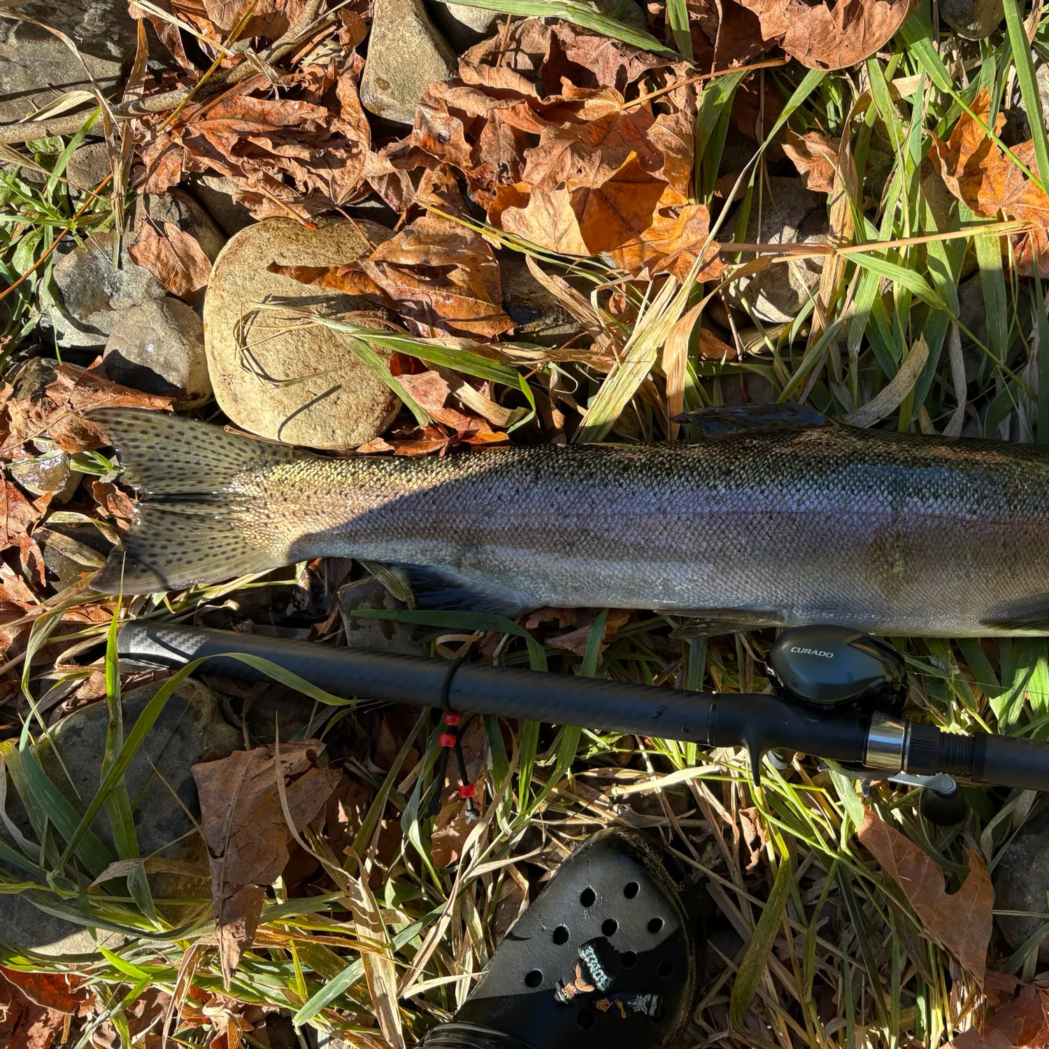 The most recent Steelhead catches on Fishbrain