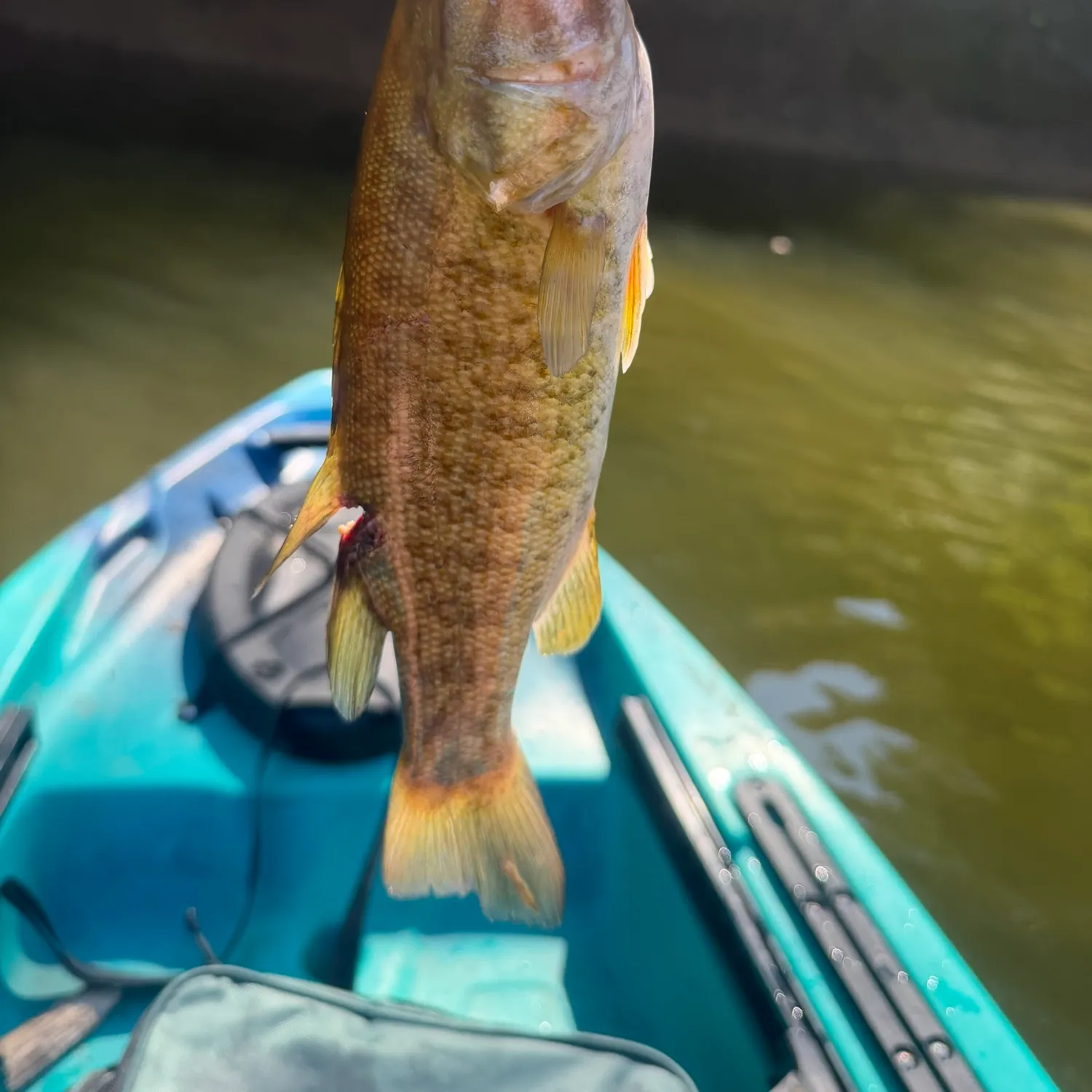 Smallmouth bass caught on Fishbrain