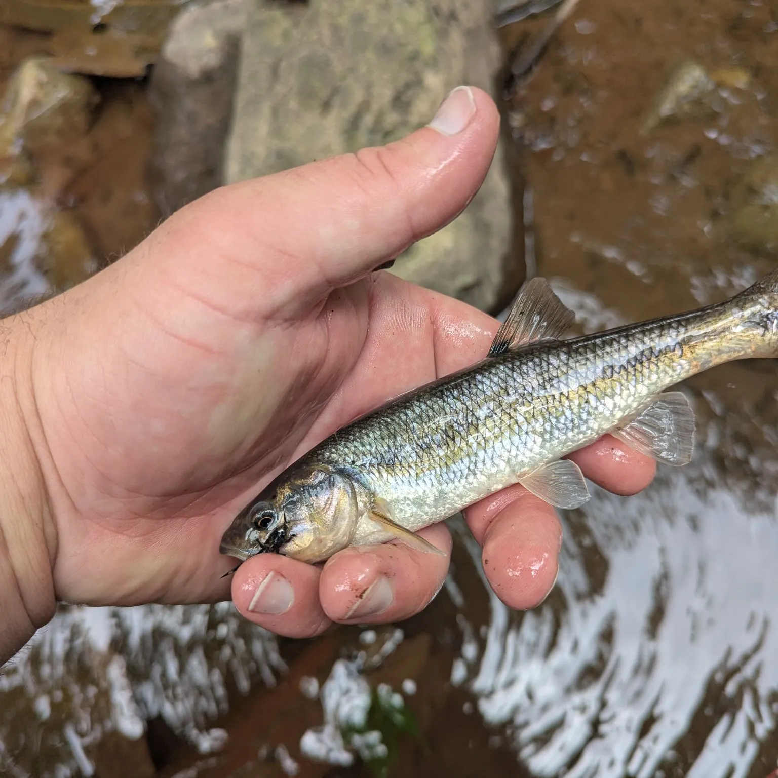 The most recent Dark chub catches on Fishbrain