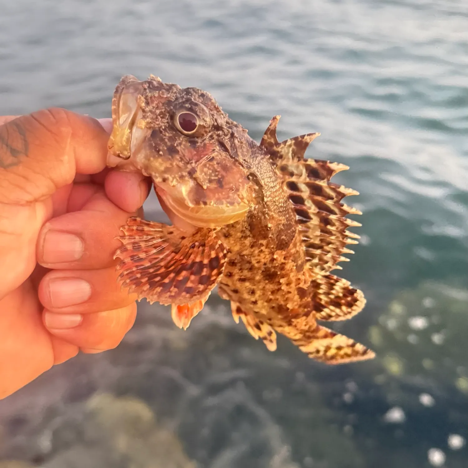 catch