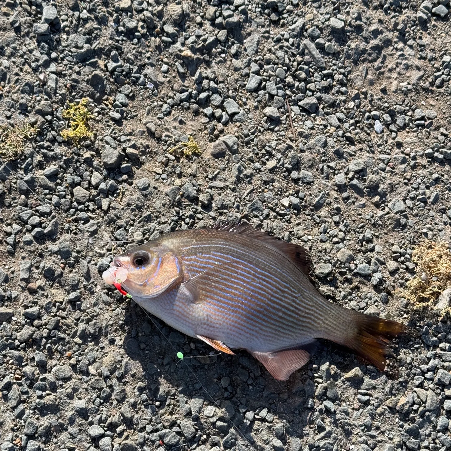 The most recent Striped seaperch catches on Fishbrain