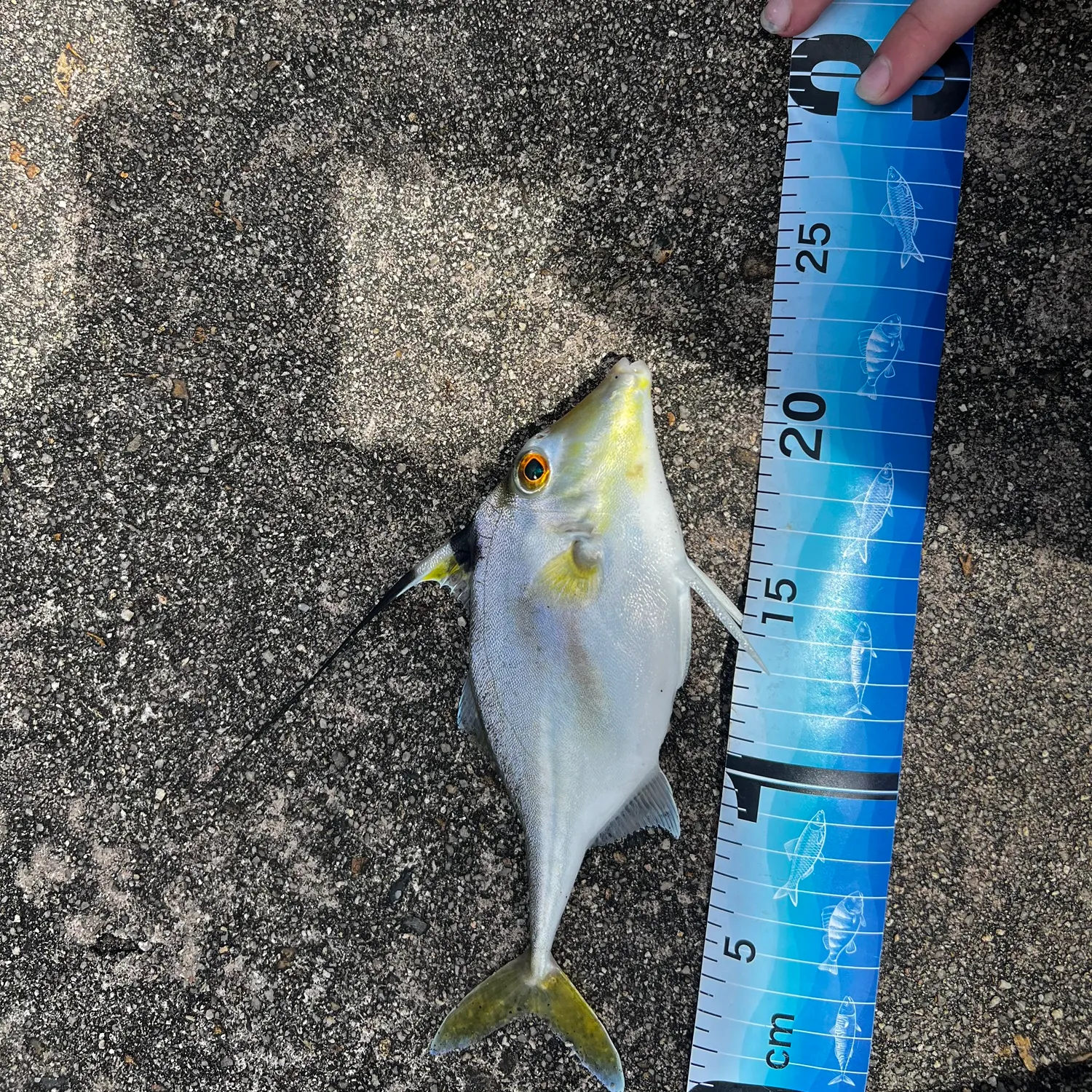 The most recent Short-nosed tripodfish catches on Fishbrain