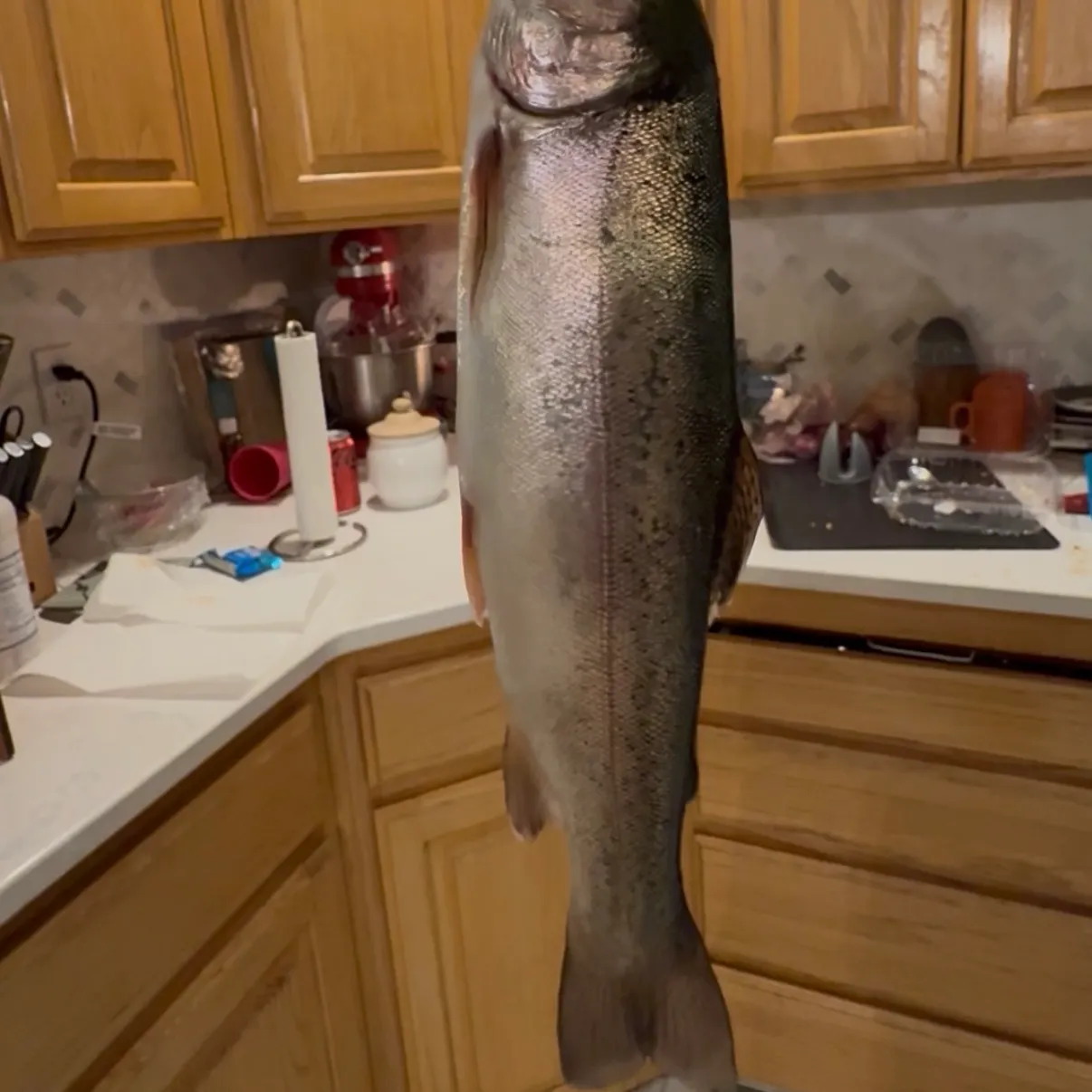 Rainbow trout caught on Fishbrain