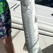 The most recent Great barracuda catches on Fishbrain