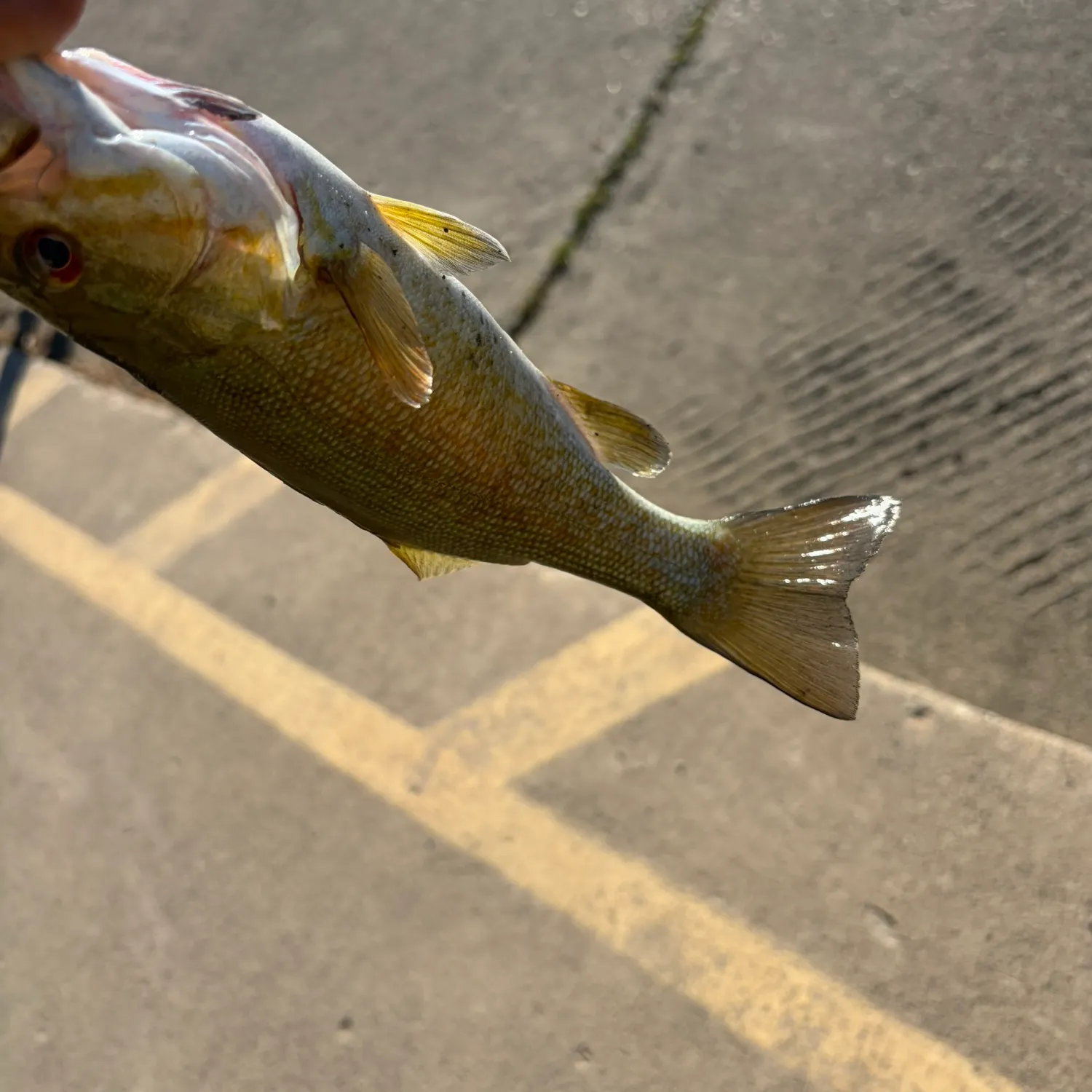Smallmouth bass caught on Fishbrain