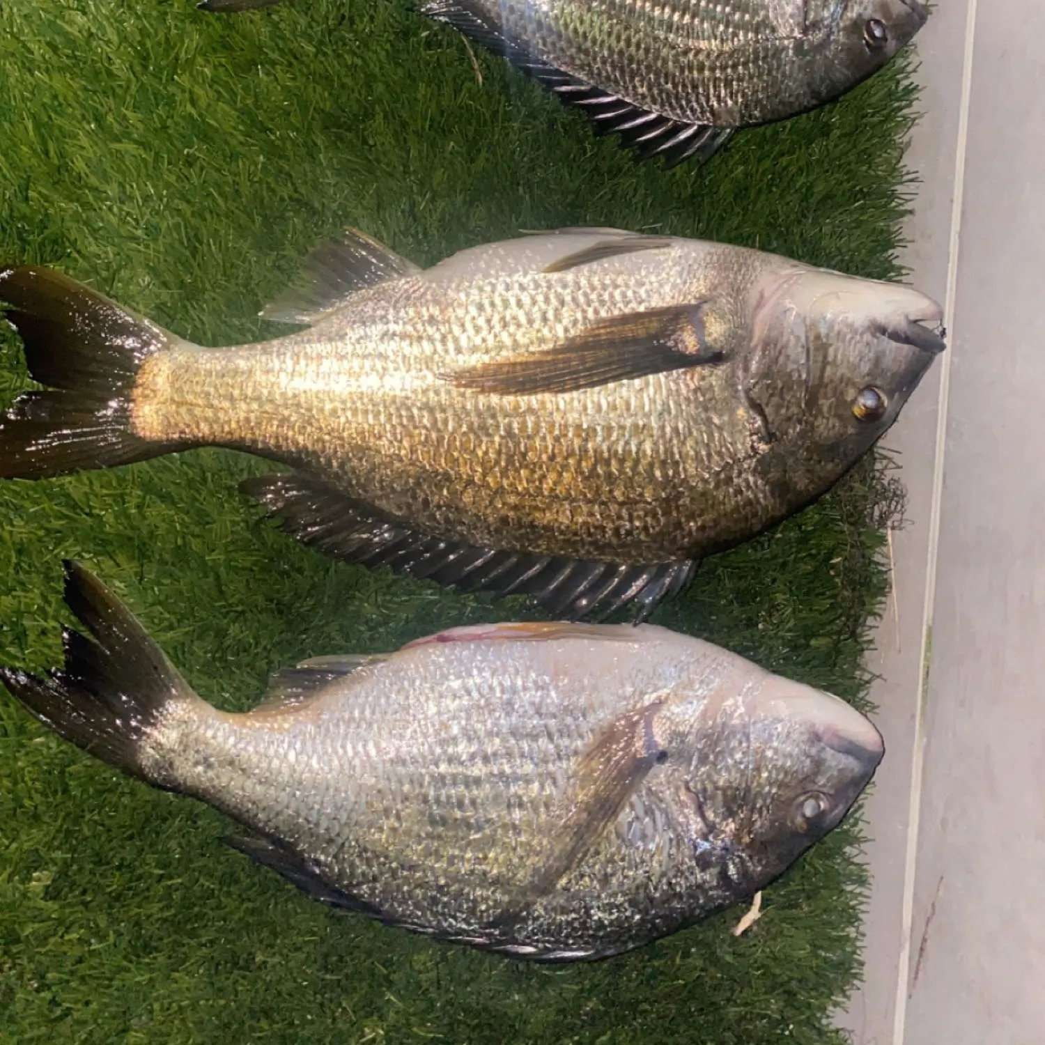 recently logged catches