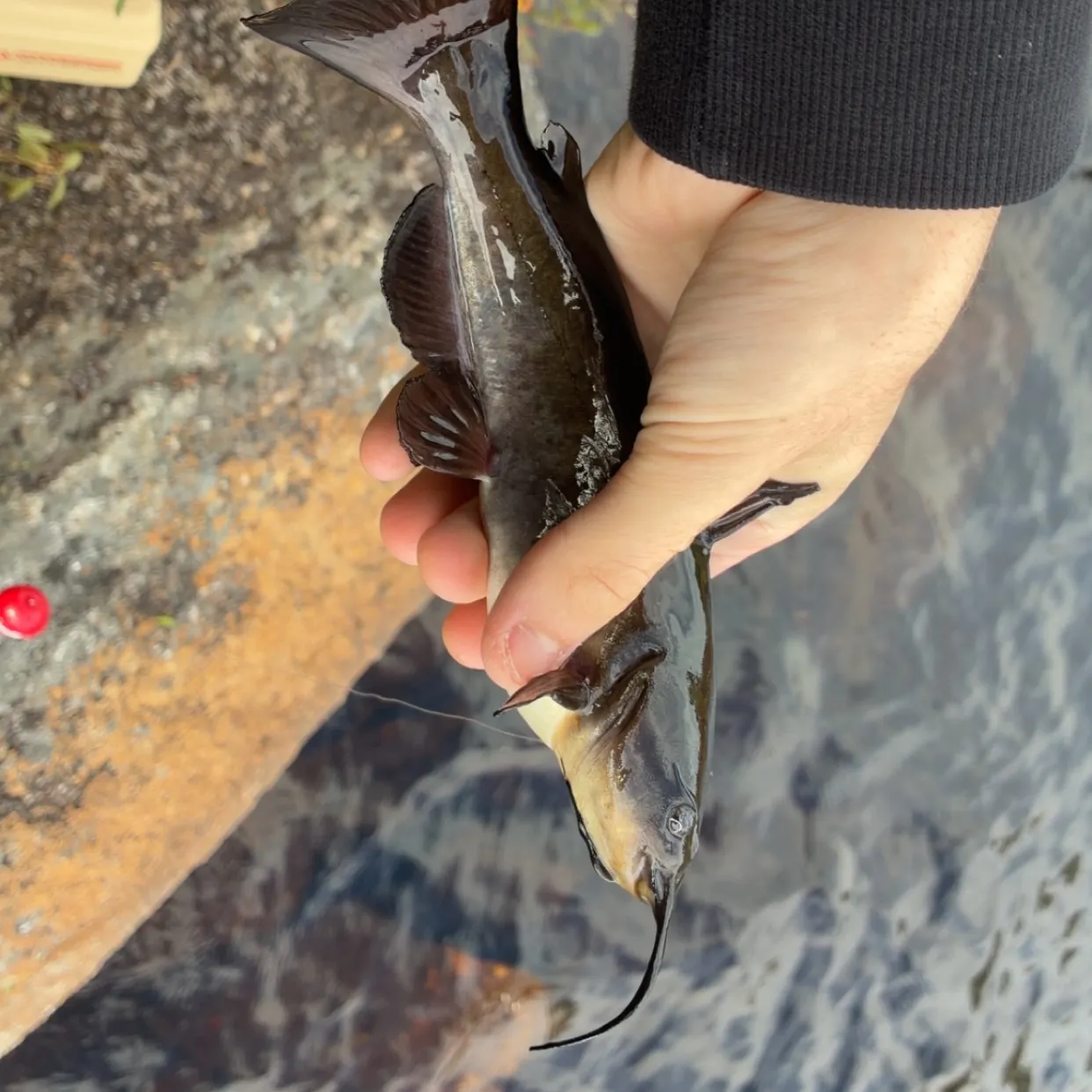 Brown bullhead caught on Fishbrain