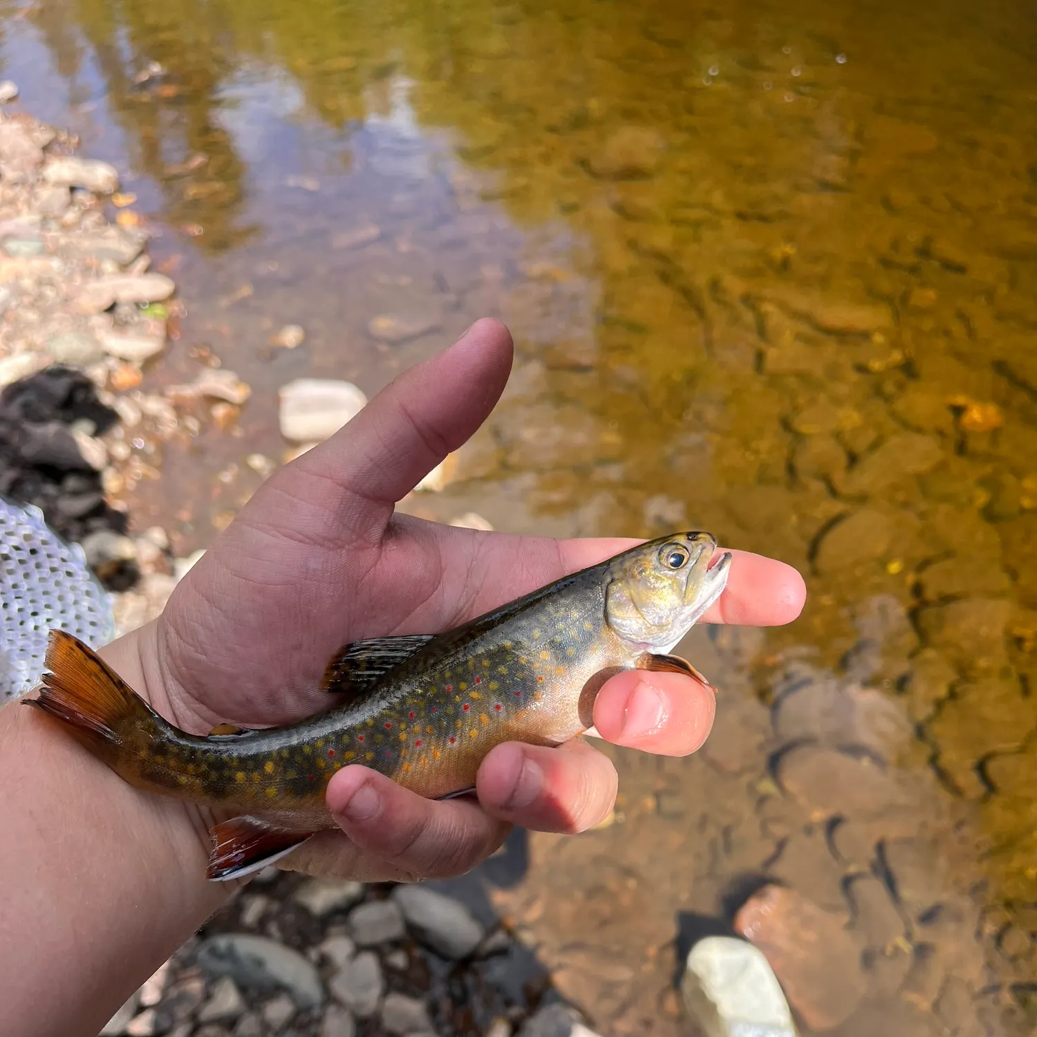 Brook trout caught on Fishbrain