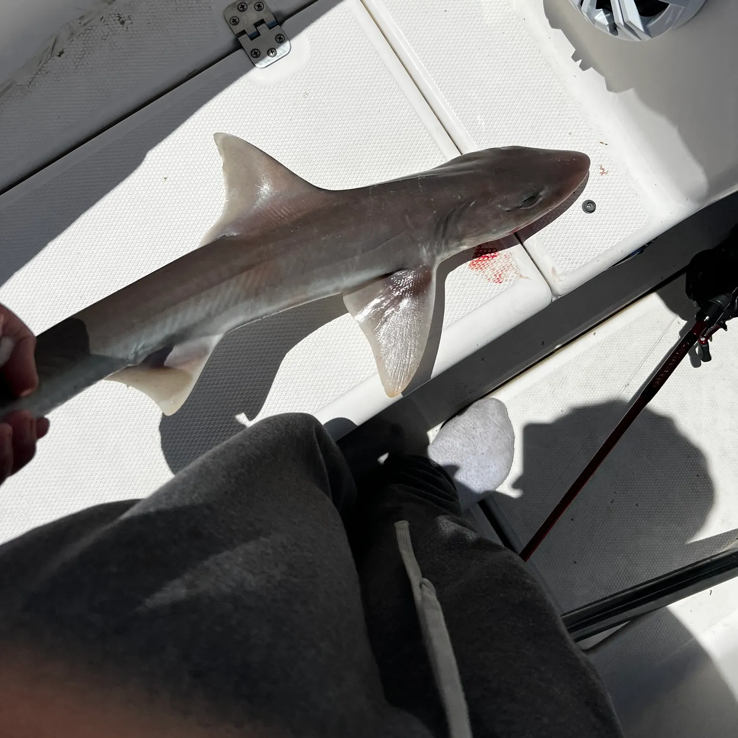 The most recent Piked dogfish catches on Fishbrain