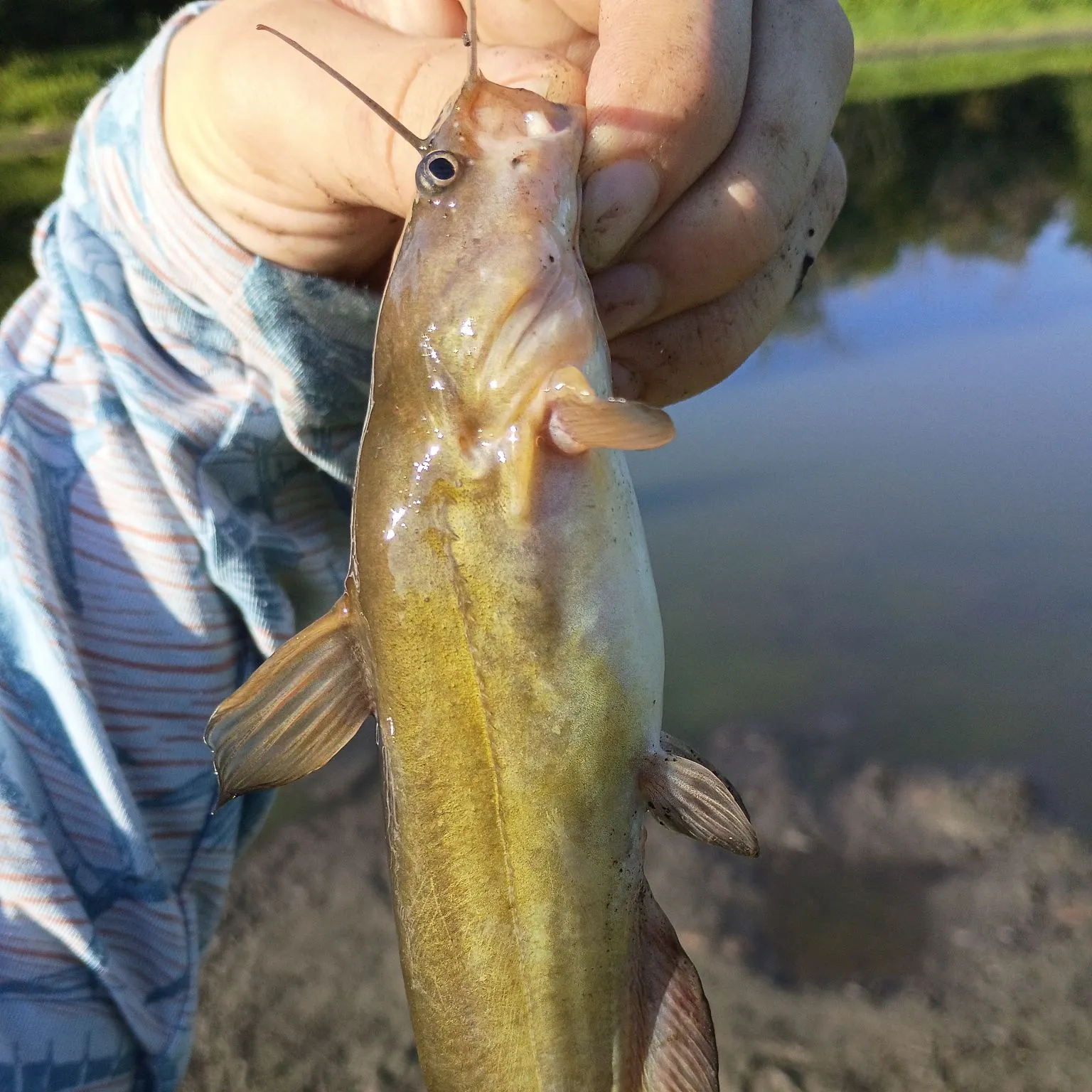 Black bullhead caught on Fishbrain