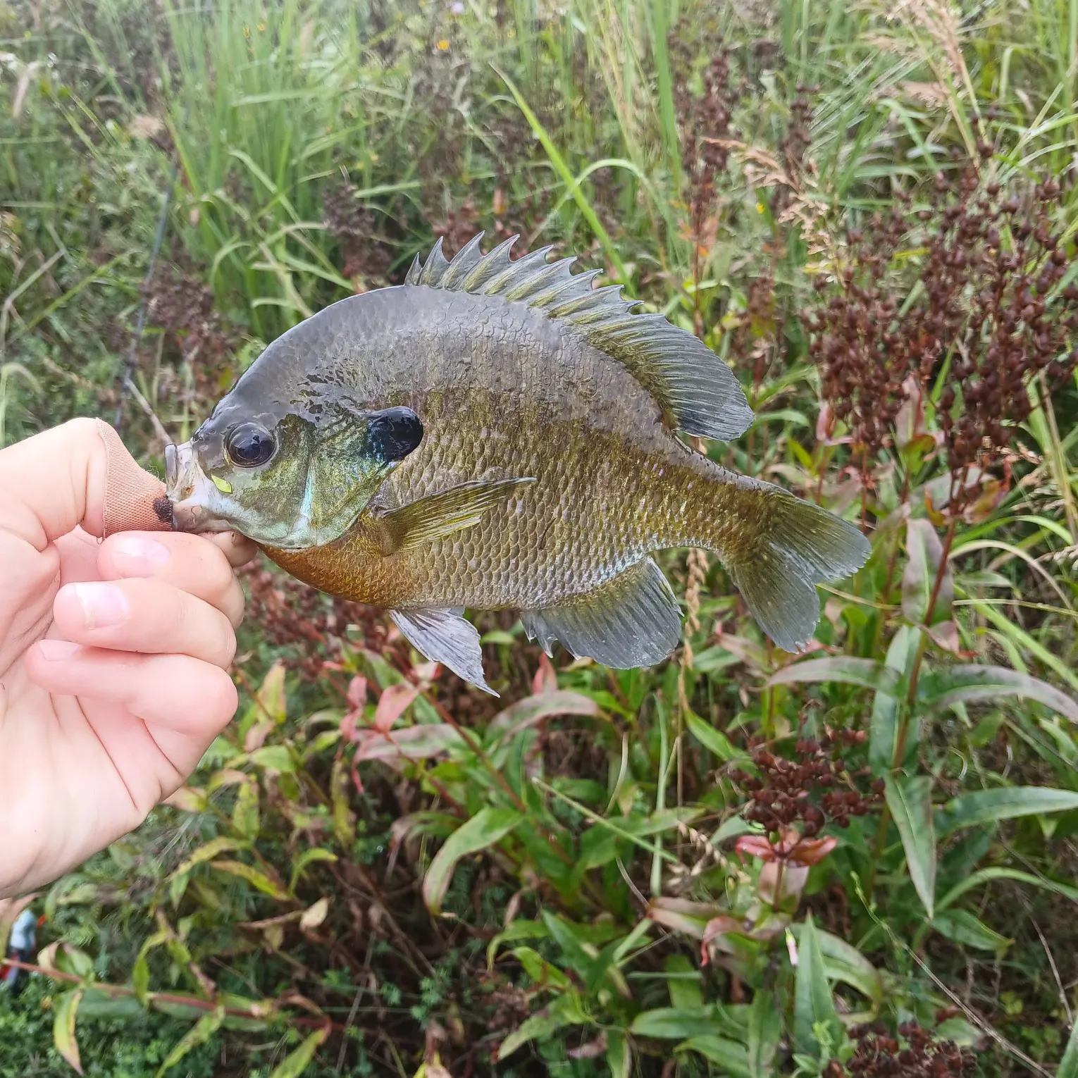Bluegill caught on Fishbrain